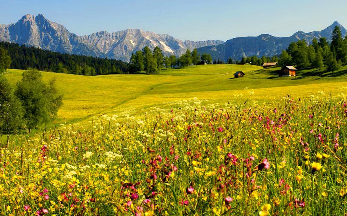 Фито Швейцария природа поля Луга