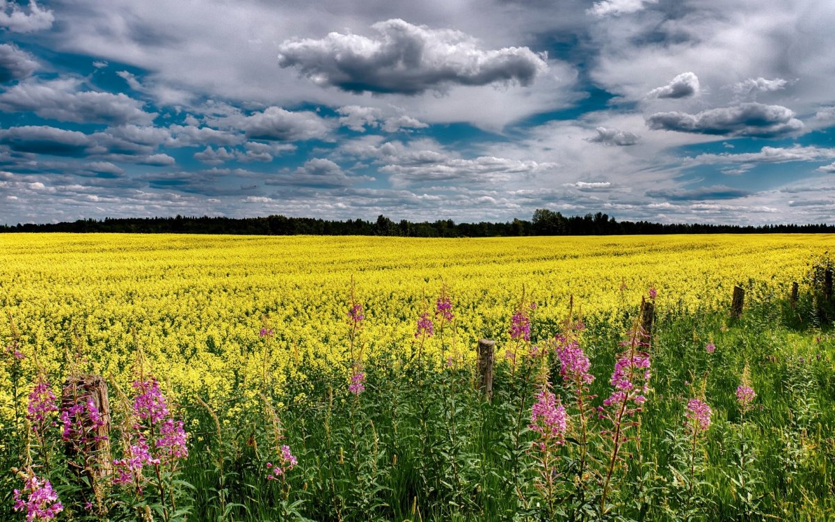 Летнее поле