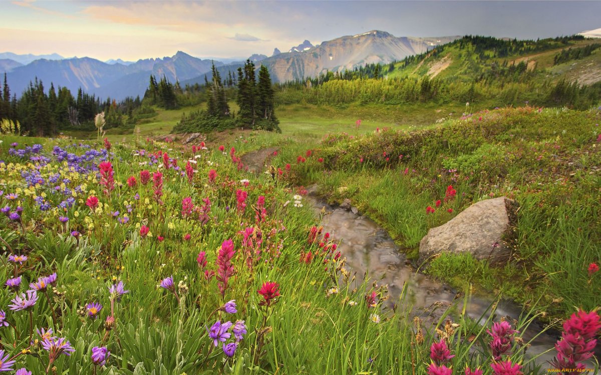 Разнотравье горного Алтая
