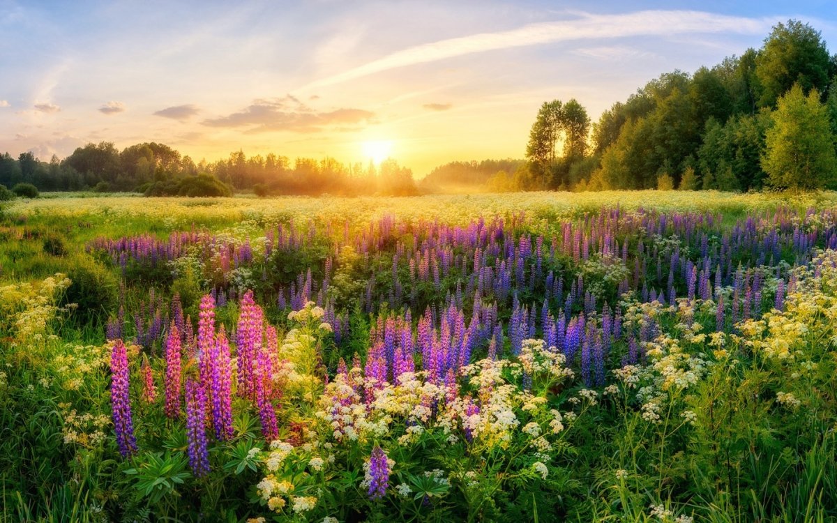 Природный парк Куркино люпиновое поле