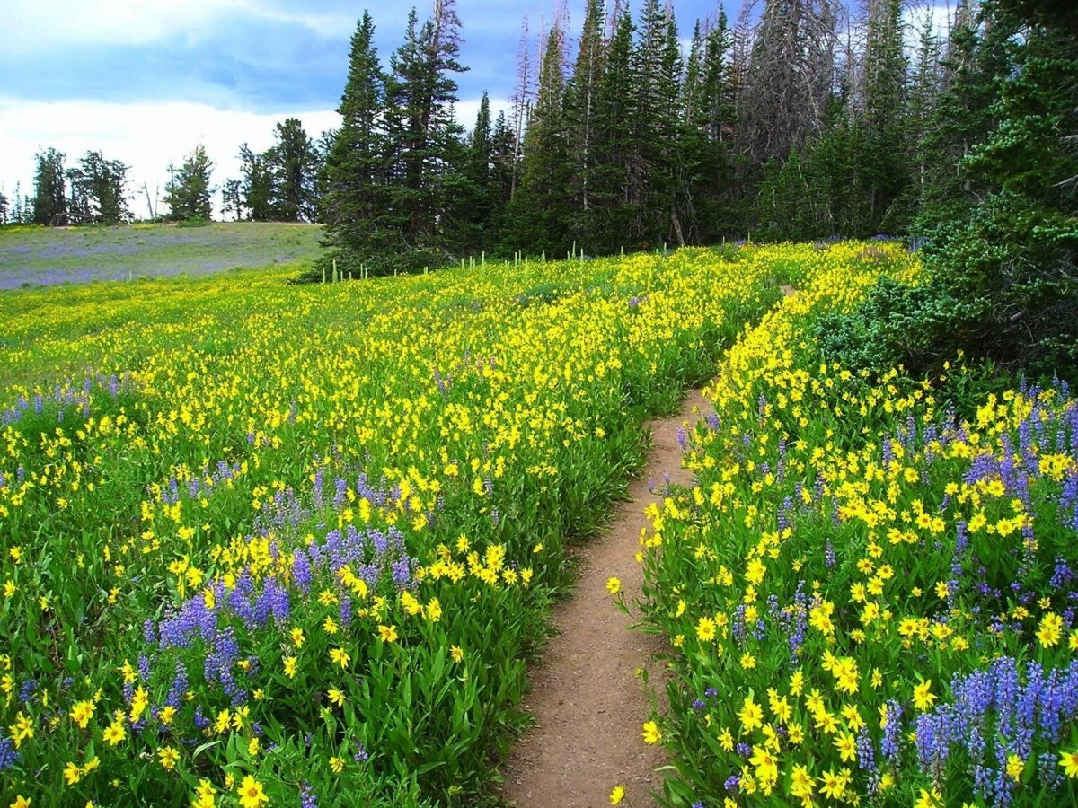 Луга тропа лес