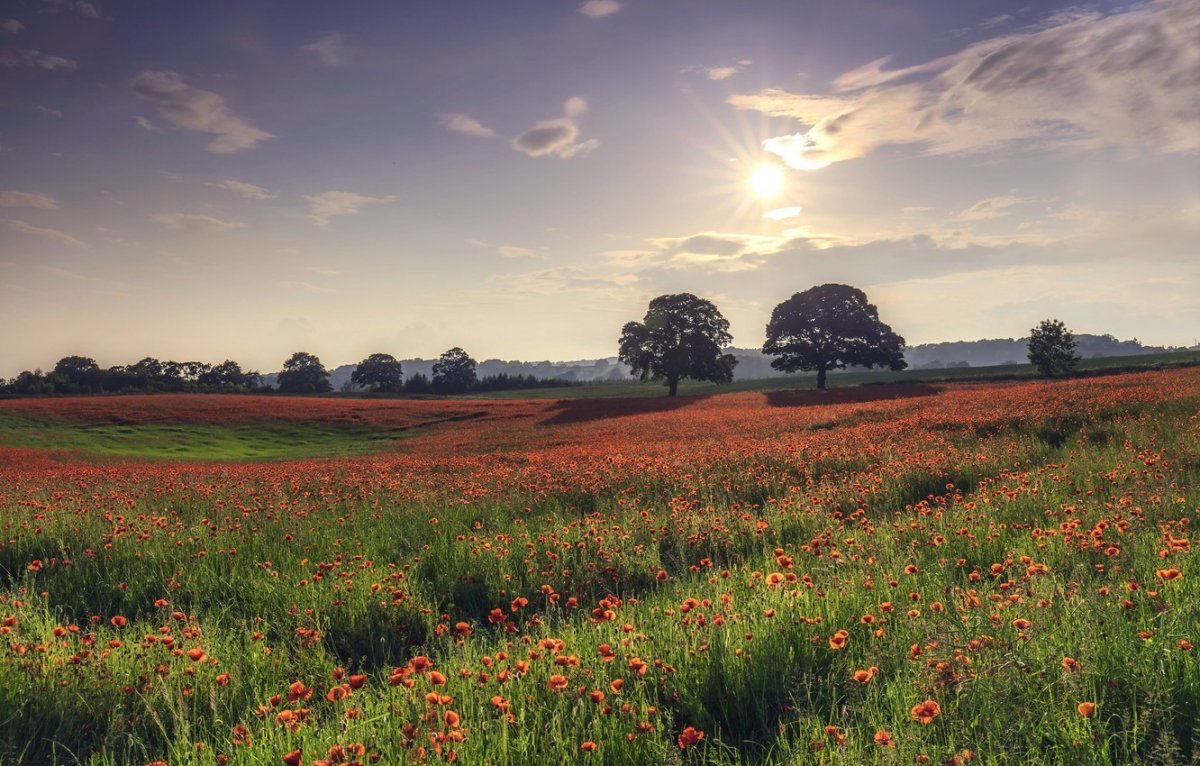 Красивый пейзаж поле