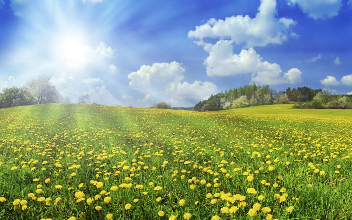 Весенний луг