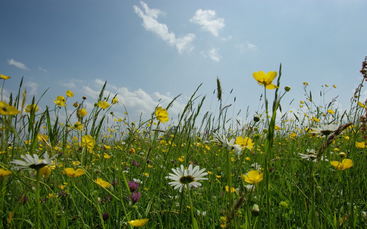 Луг с цветами