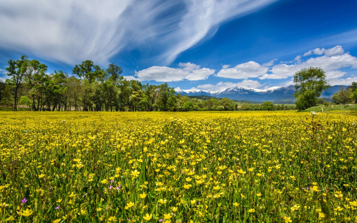 Леса Луга поля