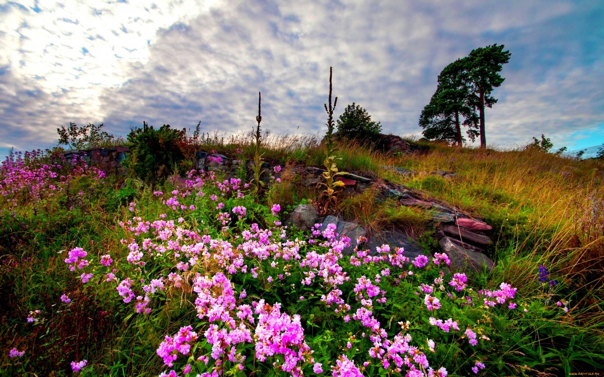 Луг в цветах