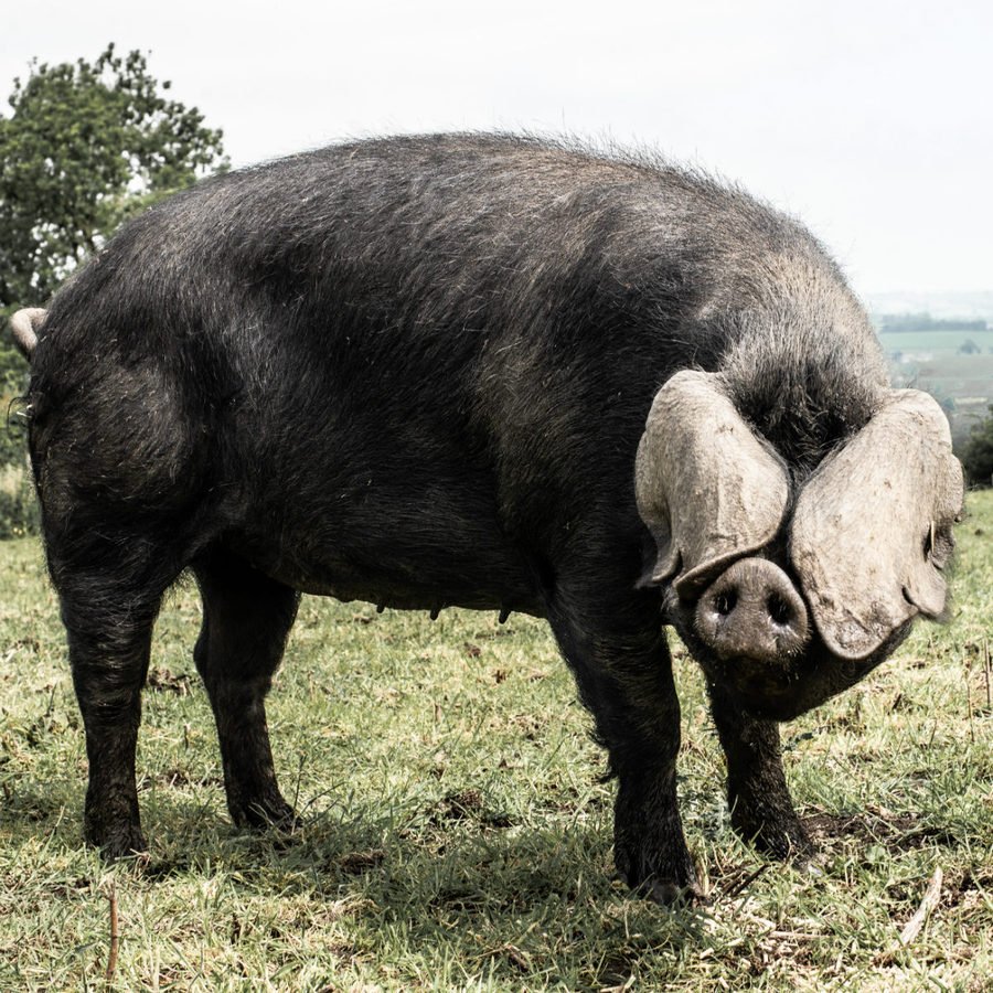 Крупная черная порода. Лакомб порода свиней. Северокавказская порода свиней. Гемпширская порода свиней. Порода свиней Блэк.