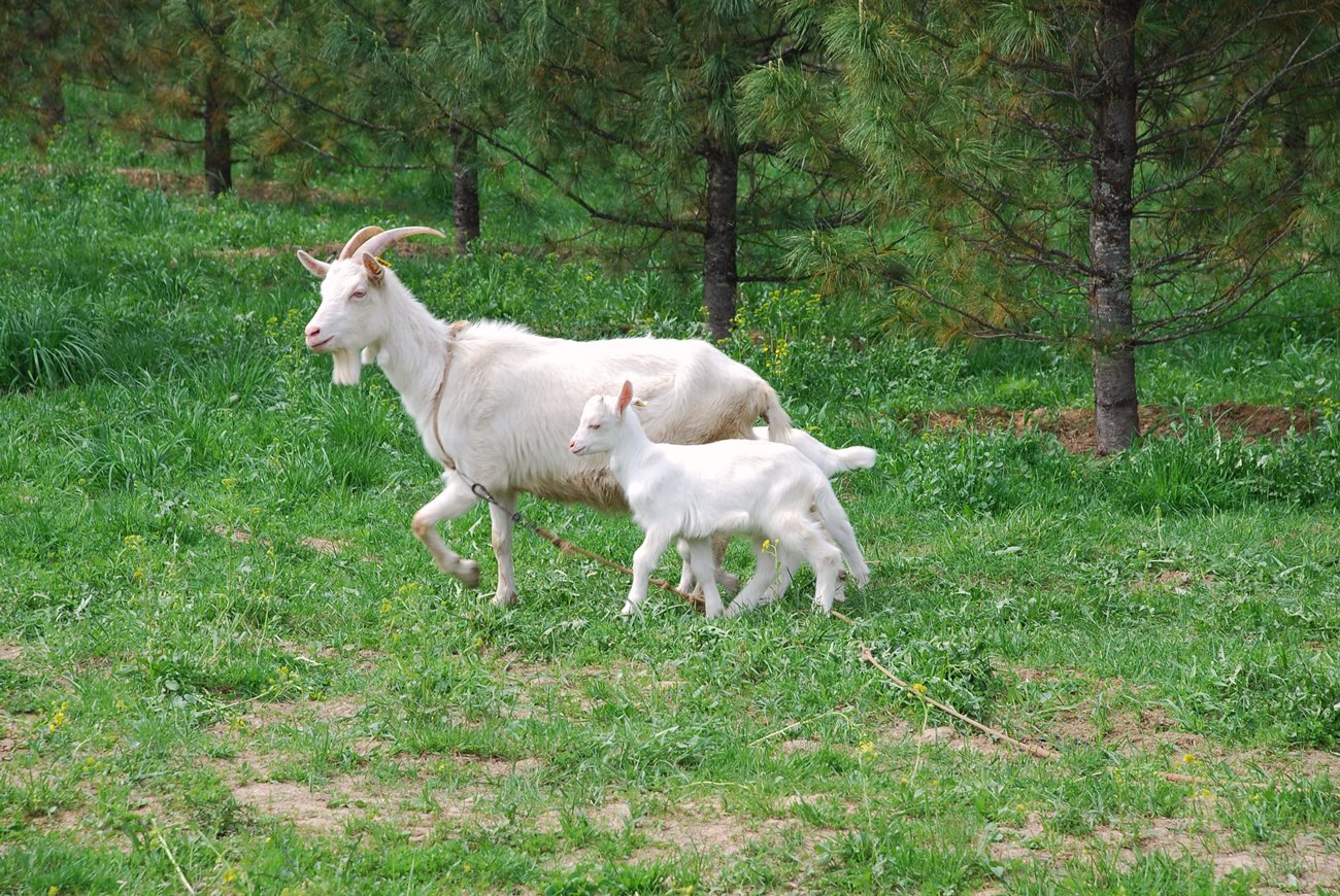 Козье молоко козлята. Девочка с козочкой. Козы домашние фото. Рельеф коза с двумя козлятами из Крита. Купить козу ставропольский
