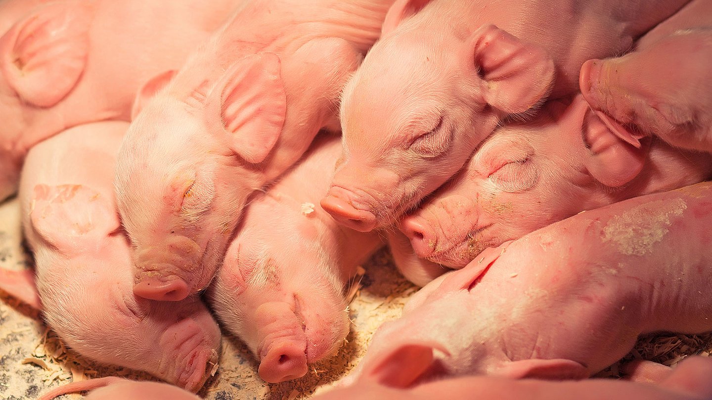Покрытие свиньи. Новорожденные поросята. Поросята только что родившиеся. Новорождённые ПОРОСЯТВ.