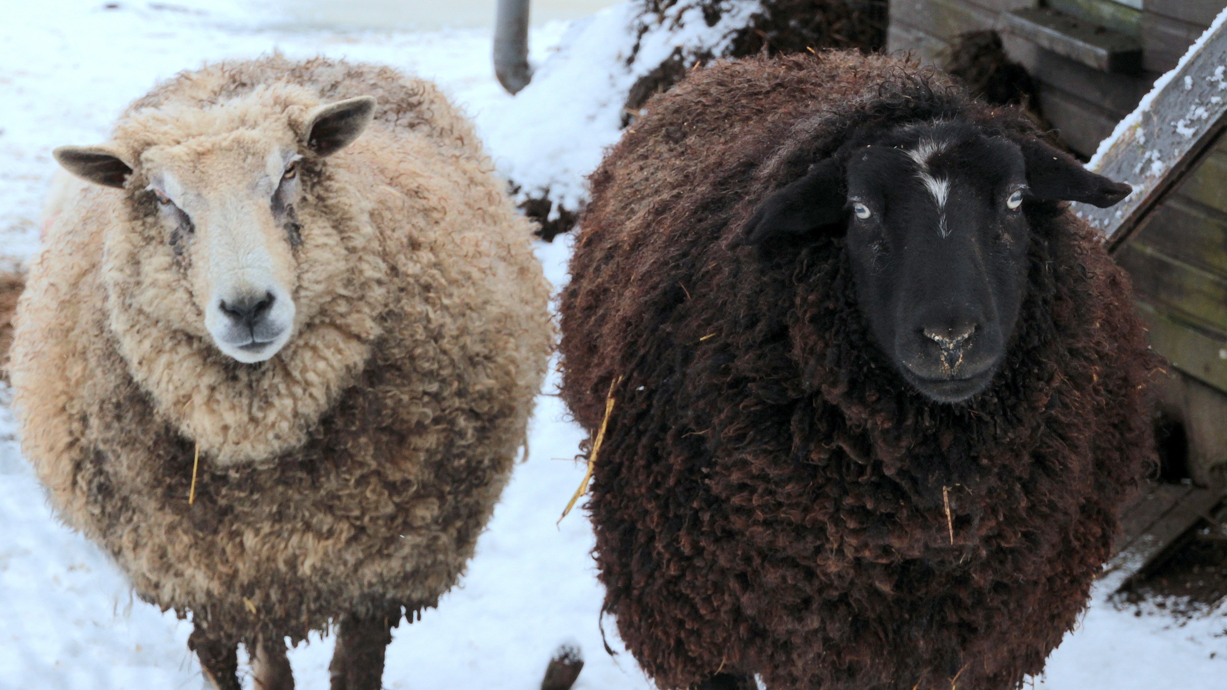 Овцы черного цвета. Нубийская порода овец. Бараны меринос белые. Порода овец Манчего.