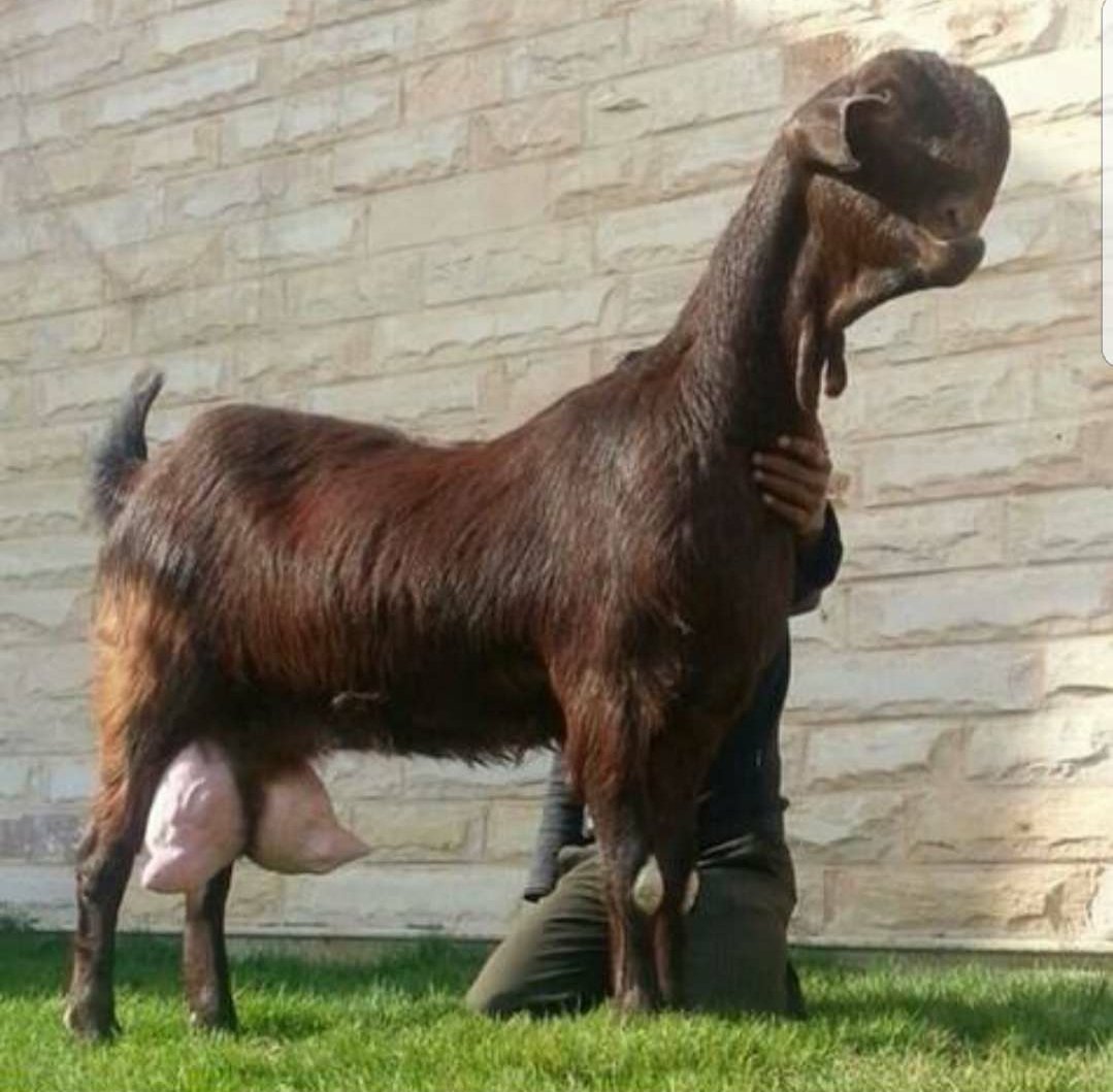Дамасская коза Шами