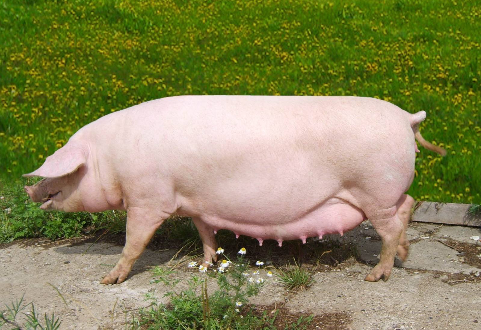Поросная свинья. Беконная порода свиней. Эстонская беконная порода. Эстонская беконная порода свиней. Уржумская порода свиней.
