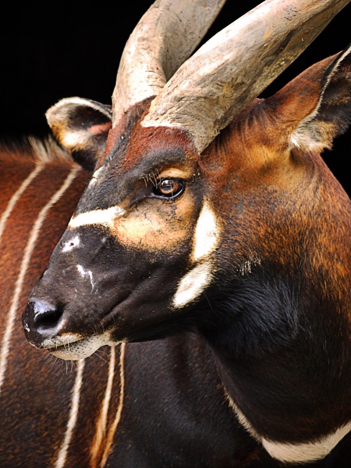 Копытные животные. Tragelaphus eurycerus. Африканская антилопа Бонго. Антилопа Саола. Бонго животное Африки.