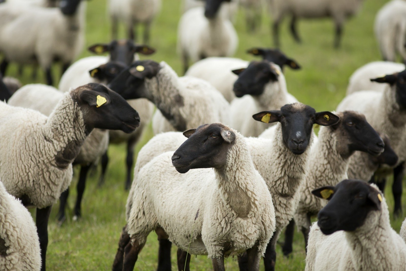 Романовская порода баранов. Романовская порода овец. Романовская порода овец ягнята. Грубошерстные породы овец Романовская.