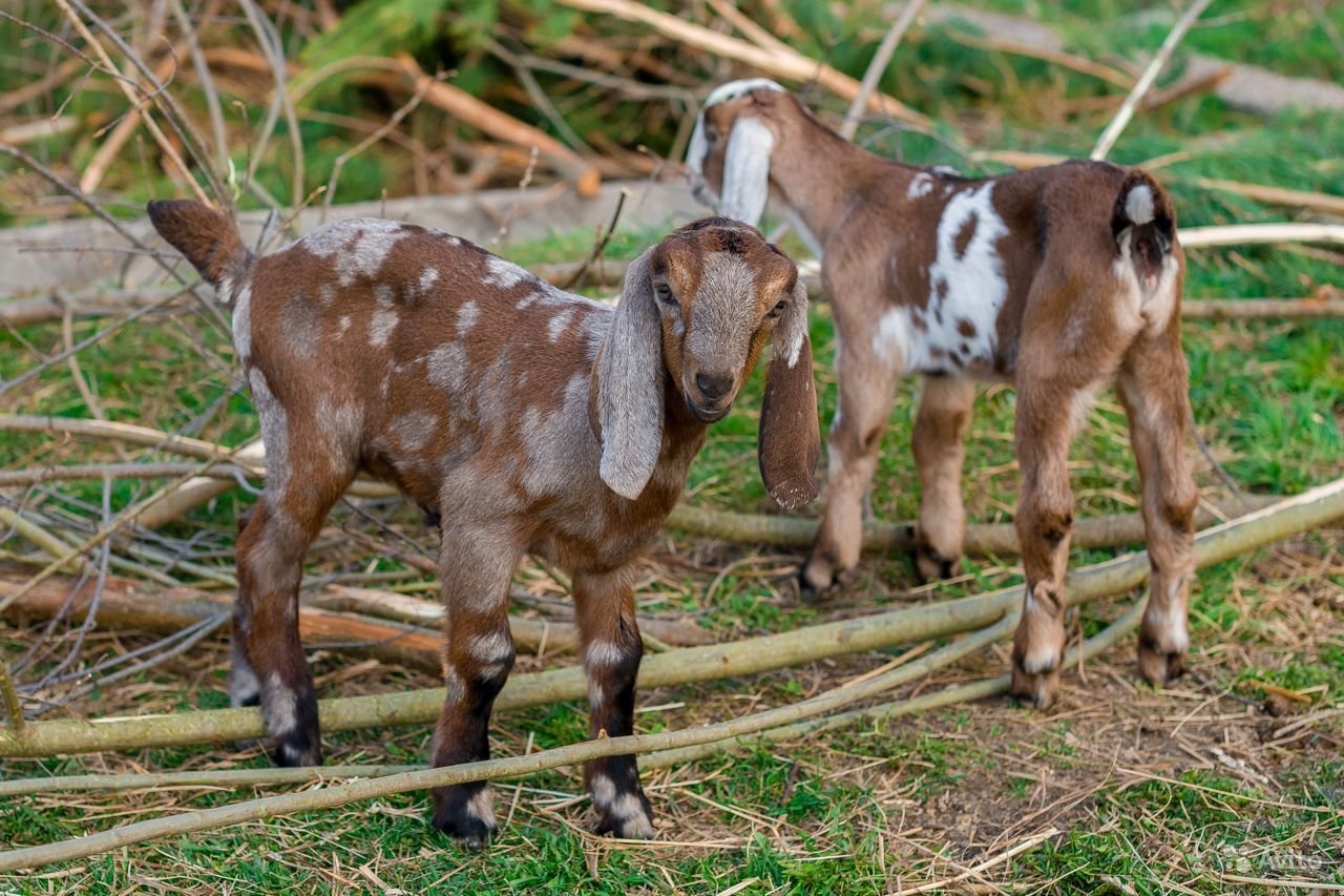 Купить нубийскую козу в новосибирске. Нубийские козы. Англо-нубийская коза. Нубийские козы белые. Коза нубийской породы.