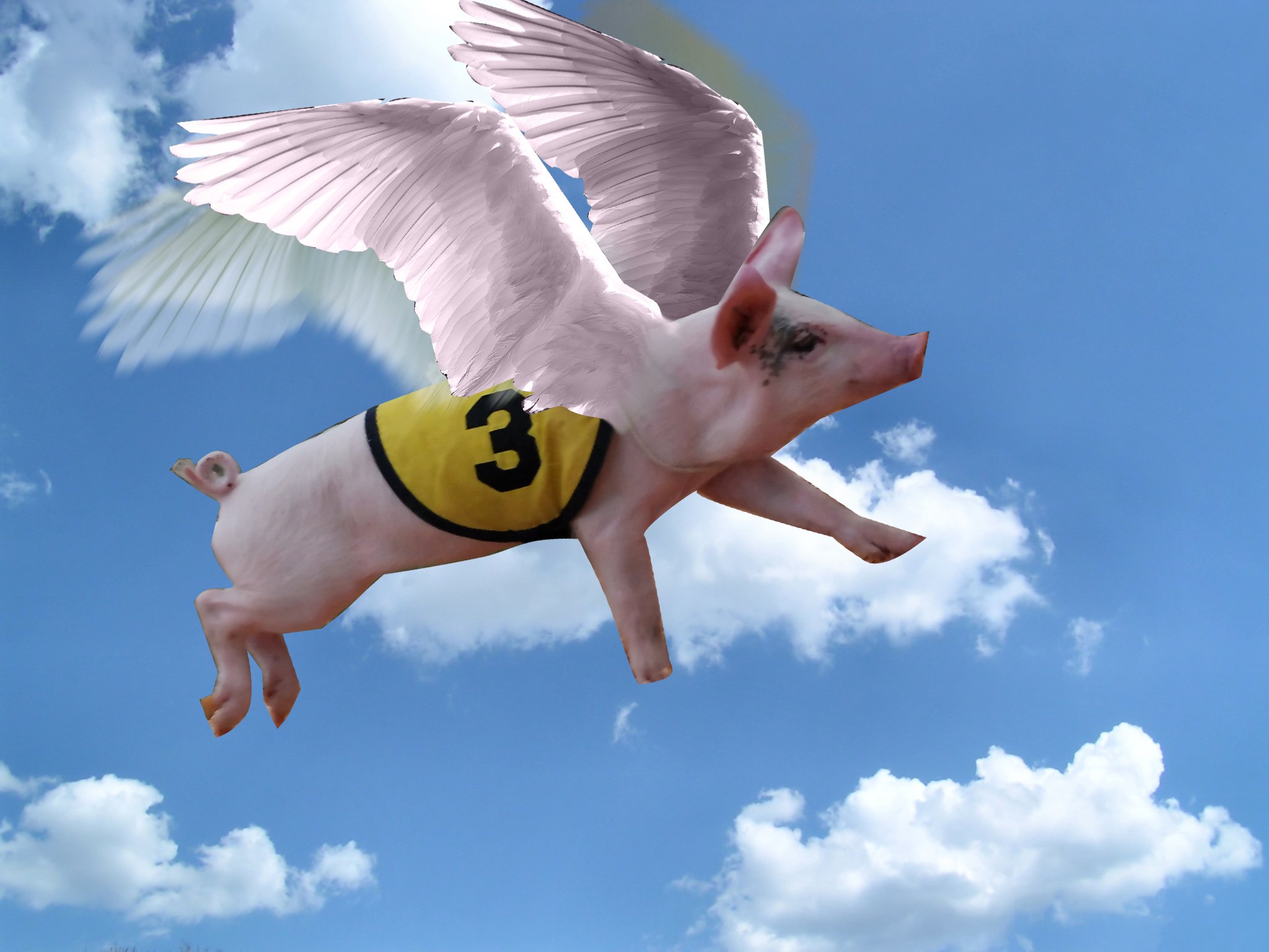День летающих свинок картинки. Свинья с крыльями. Летающий поросёнок. Летающая хрюшка. Свинья с крылышками.