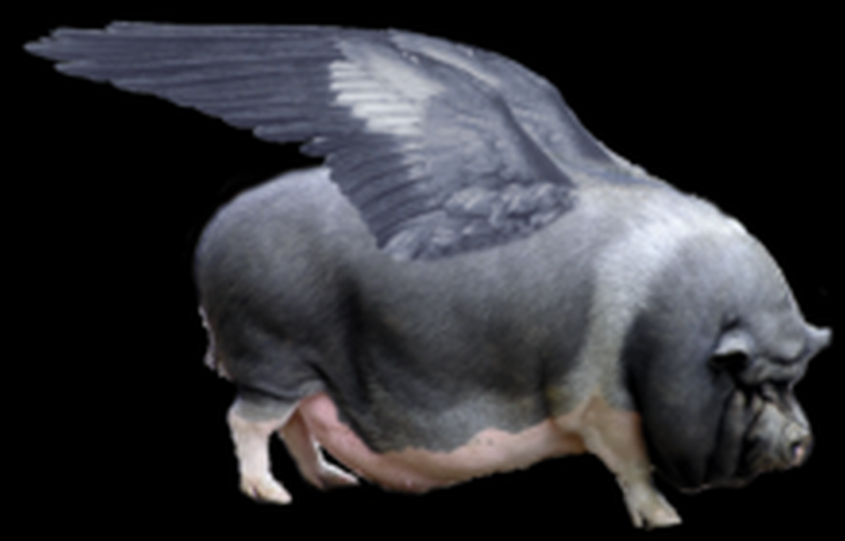 Летающая свинка. Летающая свинья. Свинья с крыльями. Летающая свинья с крыльями. Свинья с крылышками.