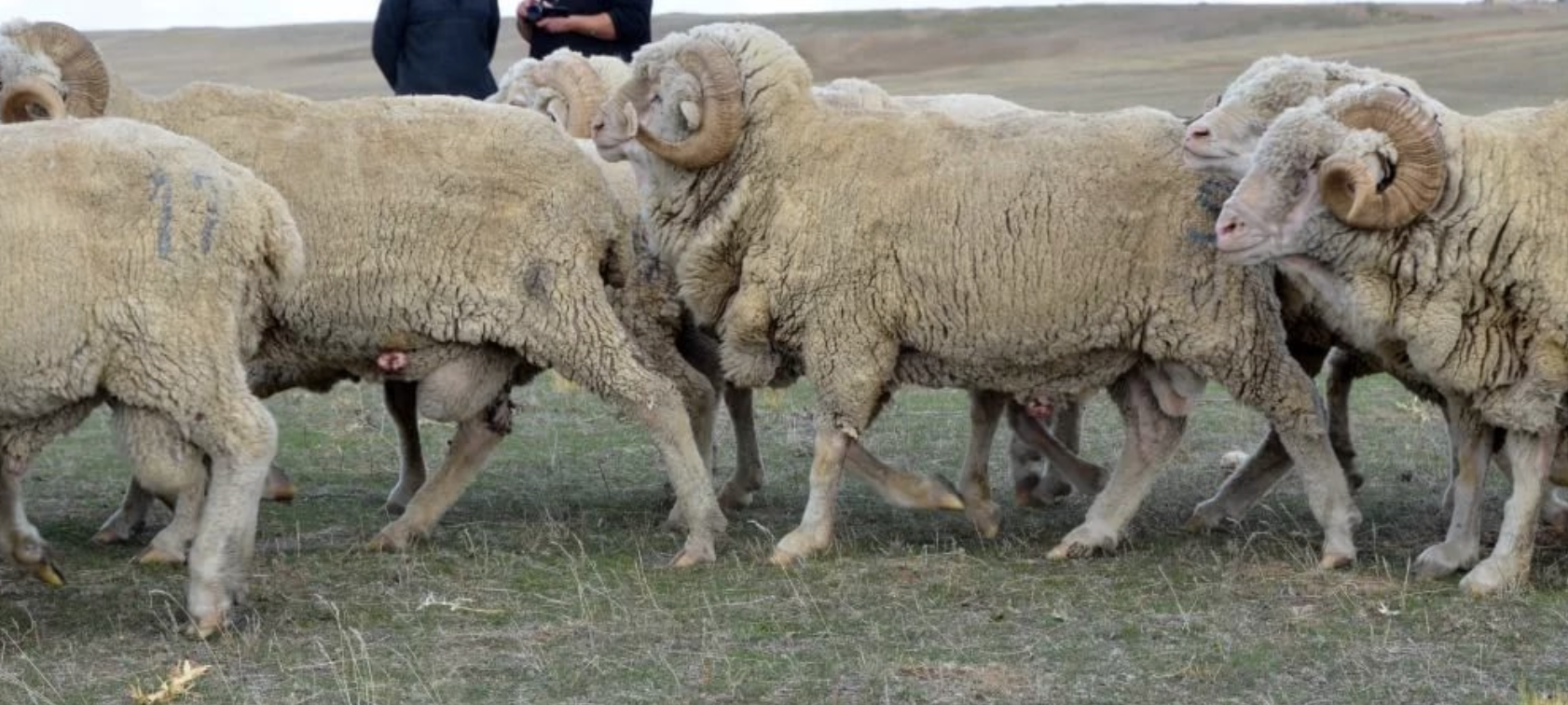 Овцы купить в ставропольском. Джалгинский меринос порода овец. Северокавказская порода овец. Калмыцкая порода Баранов. Мериносовой породы овец Кавказ.