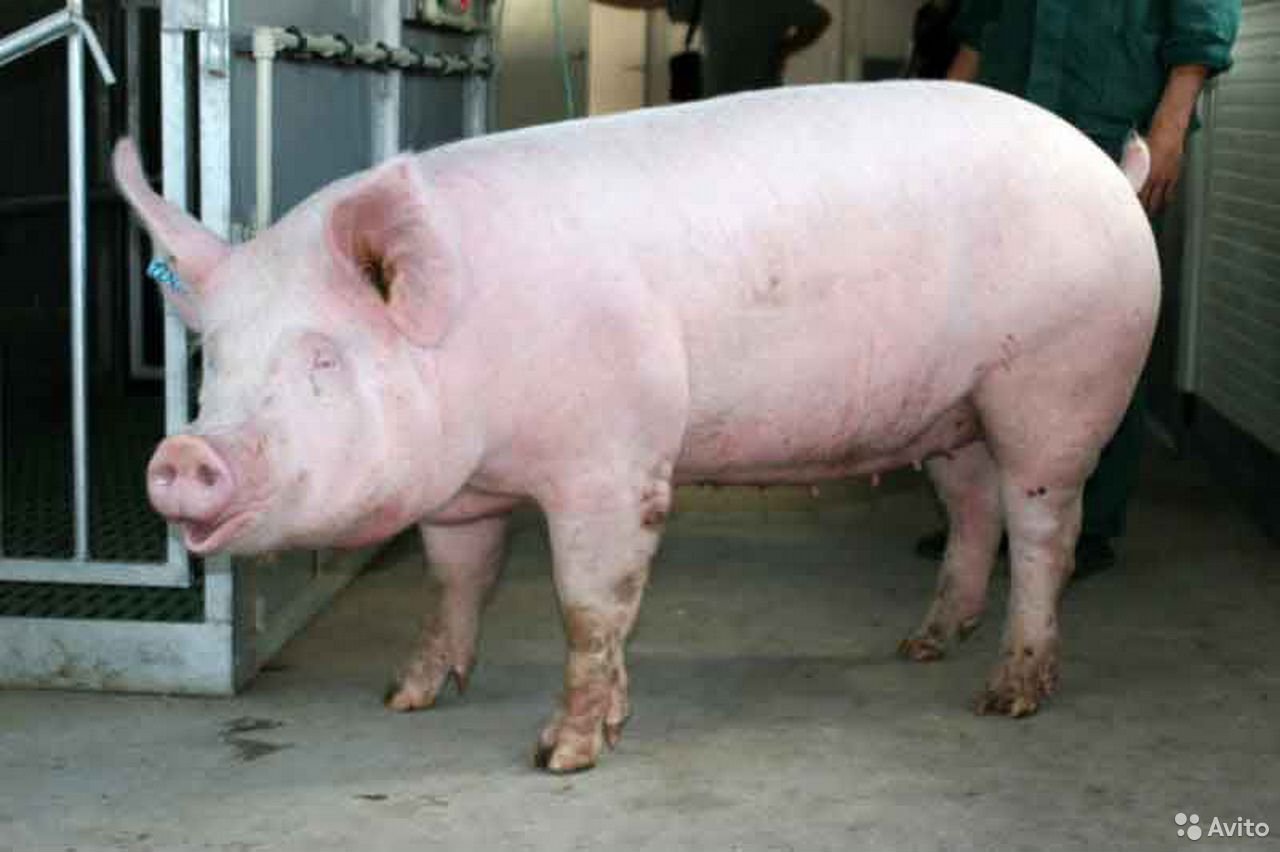 Куплю свинину живую. Эстонская беконная свинья. Эстонская беконная порода свиней. Литовская белая порода свиней. Украинская Степная белая порода свиней.