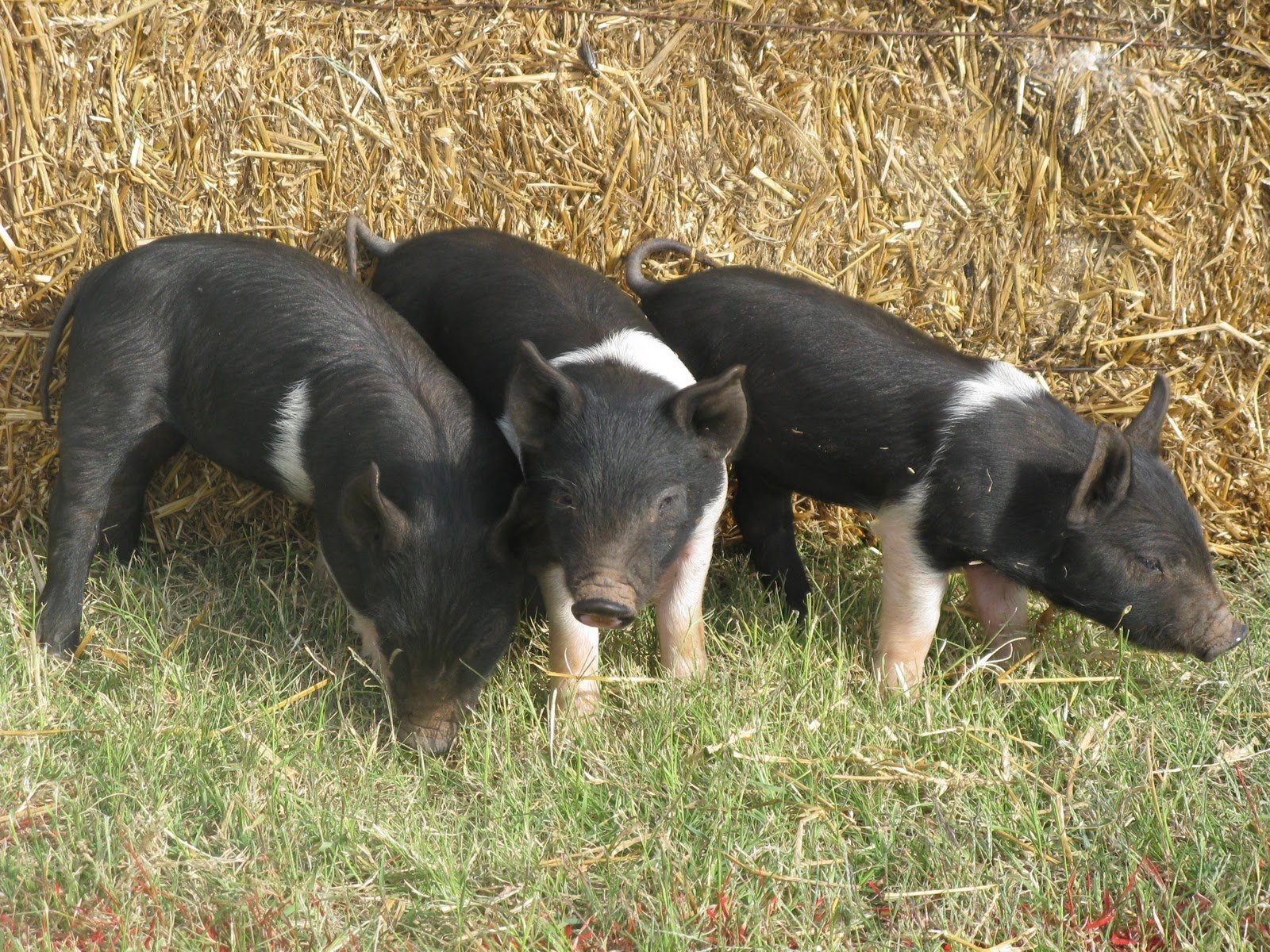 Порода свиней Гемпшир