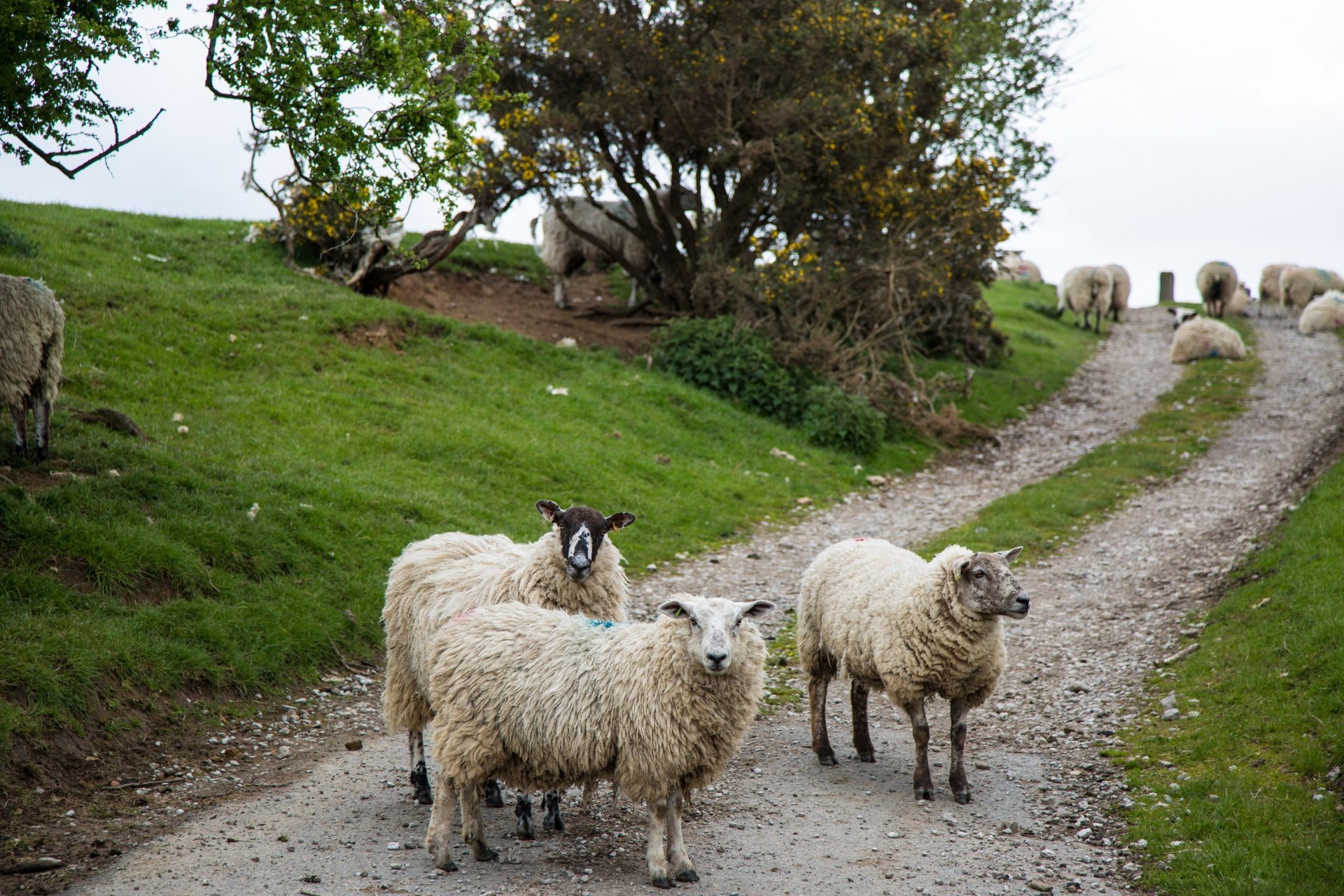 Всю жизнь овца волков. Керри Хилл овцы. Овцеводческие фермы в Англии. Тоскана порода овец. Иль де Франс овцы.