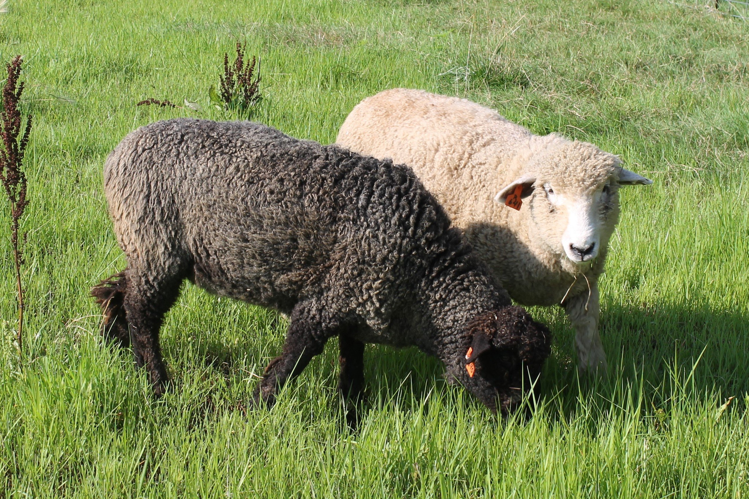 Купить алтайских овец. Тянь Шаньская порода овец. Ромни-марш порода овец. Цигайская порода овец. Тяньшанская порода овец.