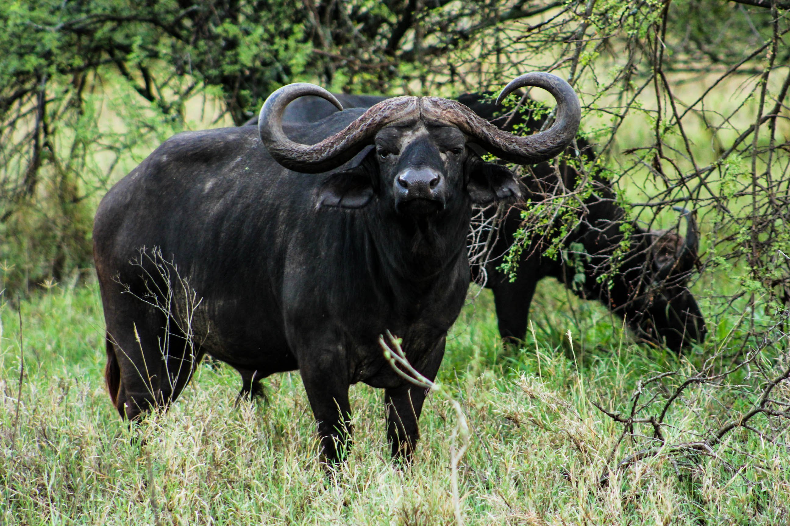 Сильный бизон. Кафрский буйвол. Буйвол Буффало. Африканский буйвол. 4. Африканский буйвол.