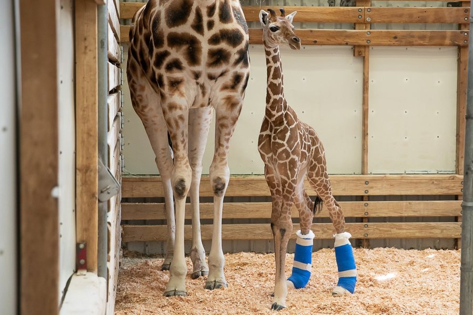 Сколько всего детенышей жирафа родилось за два. Зоопарк Вудленд парк Сиэтл. Жираф ноги. Жираф в зоопарке. Жирафьи ноги.