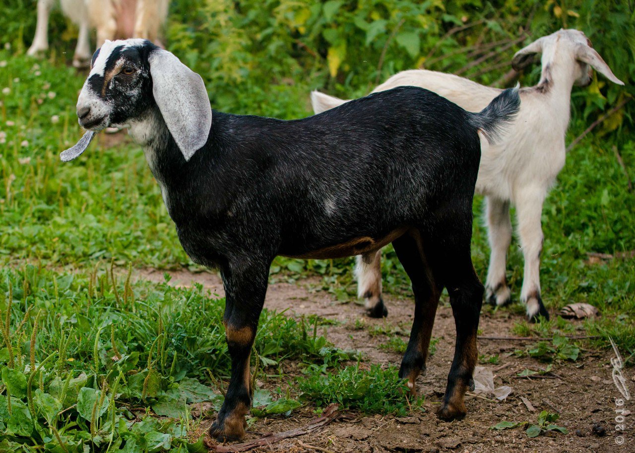 Купить козу нубийской породы. Англо-нубийская коза. Коза альпо нубийской породы. Нубийские козы козлята. Нубийские козы белые.