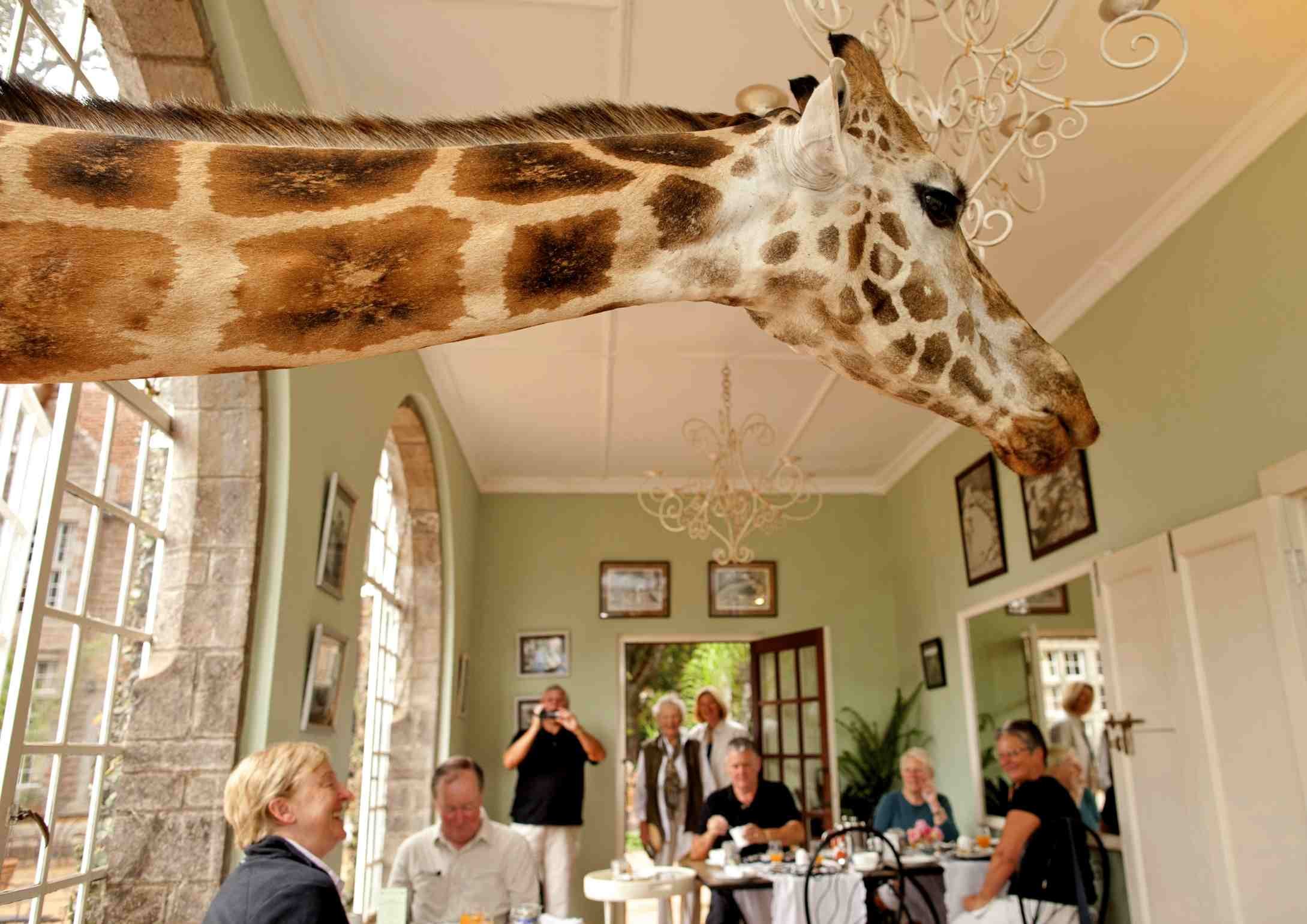 Hotel animal. Giraffe Manor Кения. Бутик отель Giraffe Manor. Жирафья ферма Кения. Giraffe Manor Найроби.