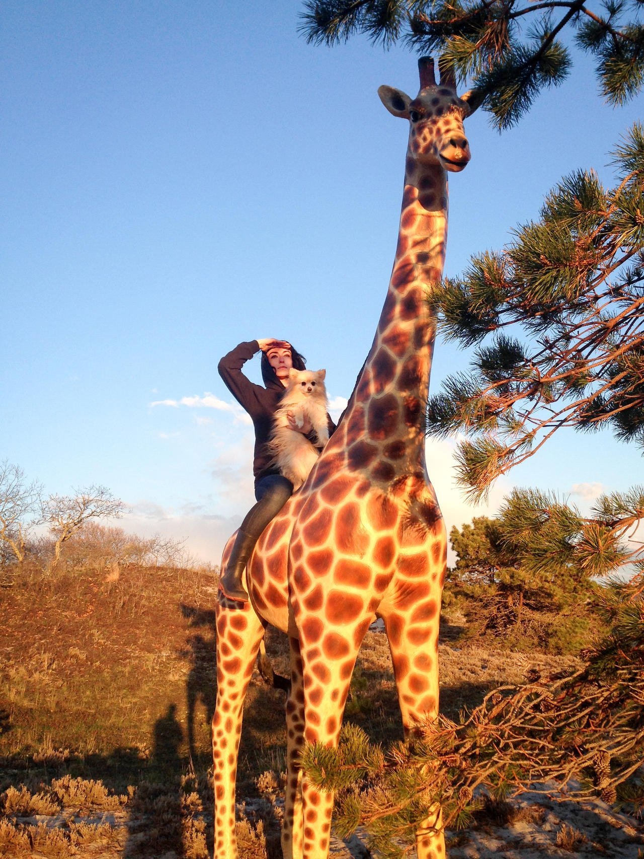 Сколько жирафов в мире. Масайский Жираф. Самый большой Жираф. Жираф и человек. Жираф рост.