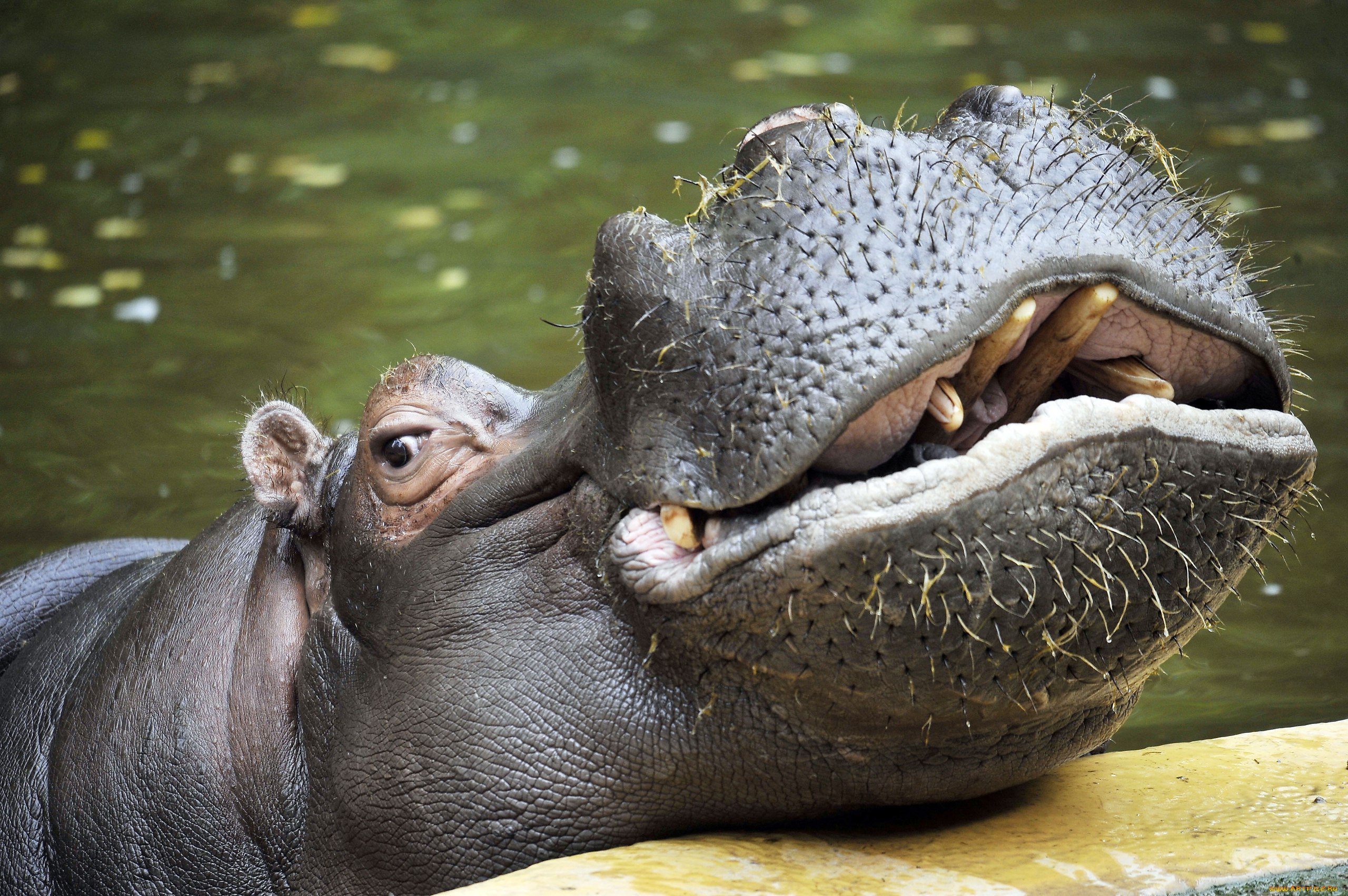 Самый тяжелый бегемот. Гиппопотам и Бегемот. Гиппопотам the Hippopotamus, 2017. Бегемот фото животное.