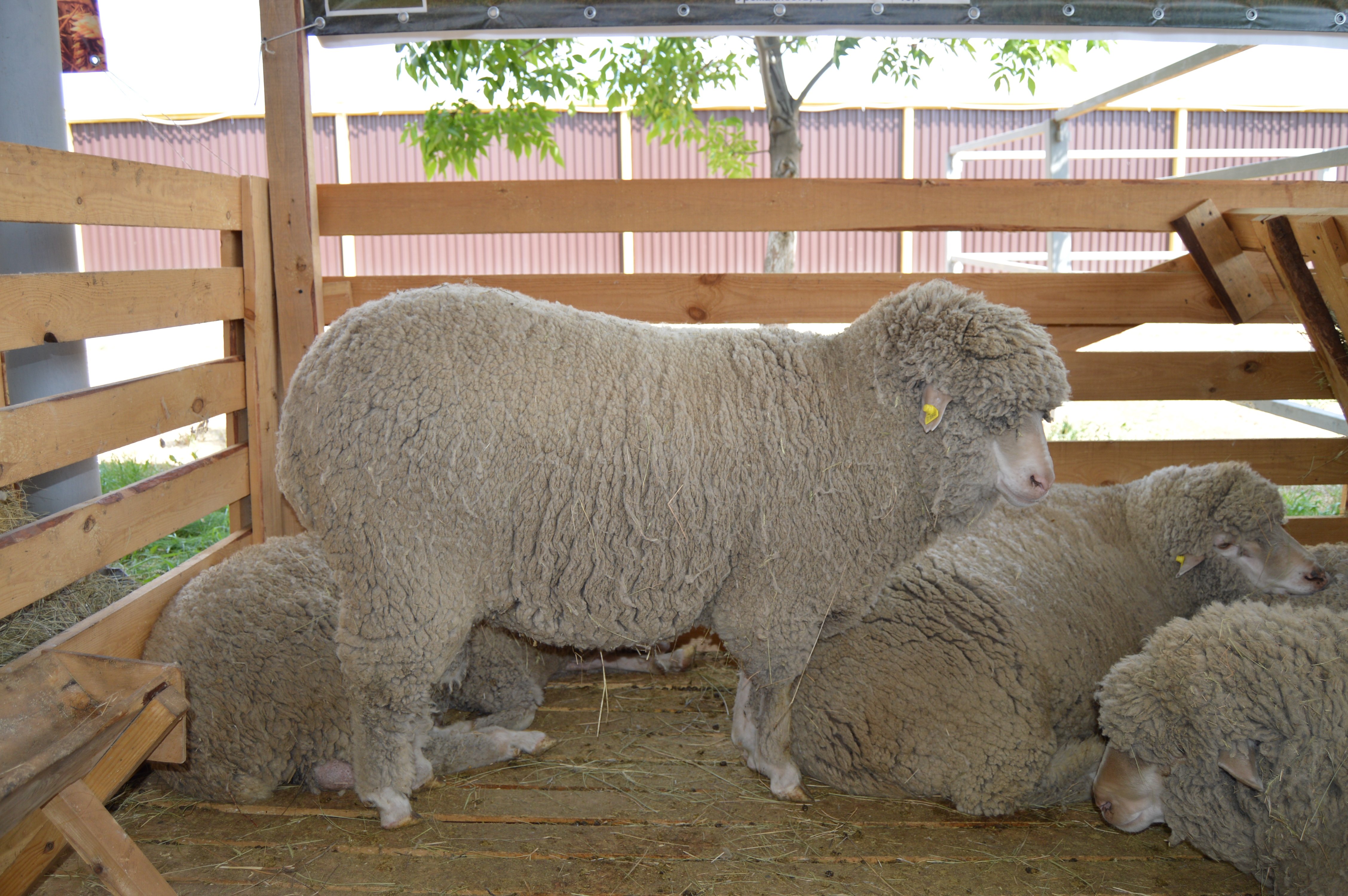 Овцы купить в ставропольском. Ромни-марш порода овец. Рамбулье порода овец. Волгоградская тонкорунная порода овец. Тянь Шаньская порода овец.
