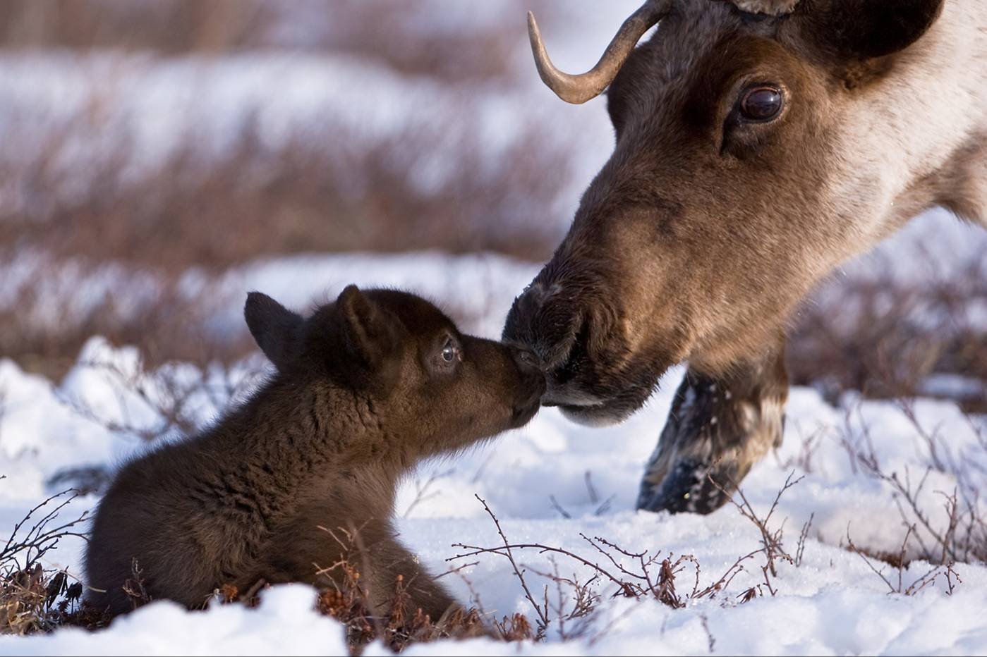 Рожденный лосем. Северный олень с олененком. Детеныш Северного оленя. Лосиха с лосенком. Лось весной.