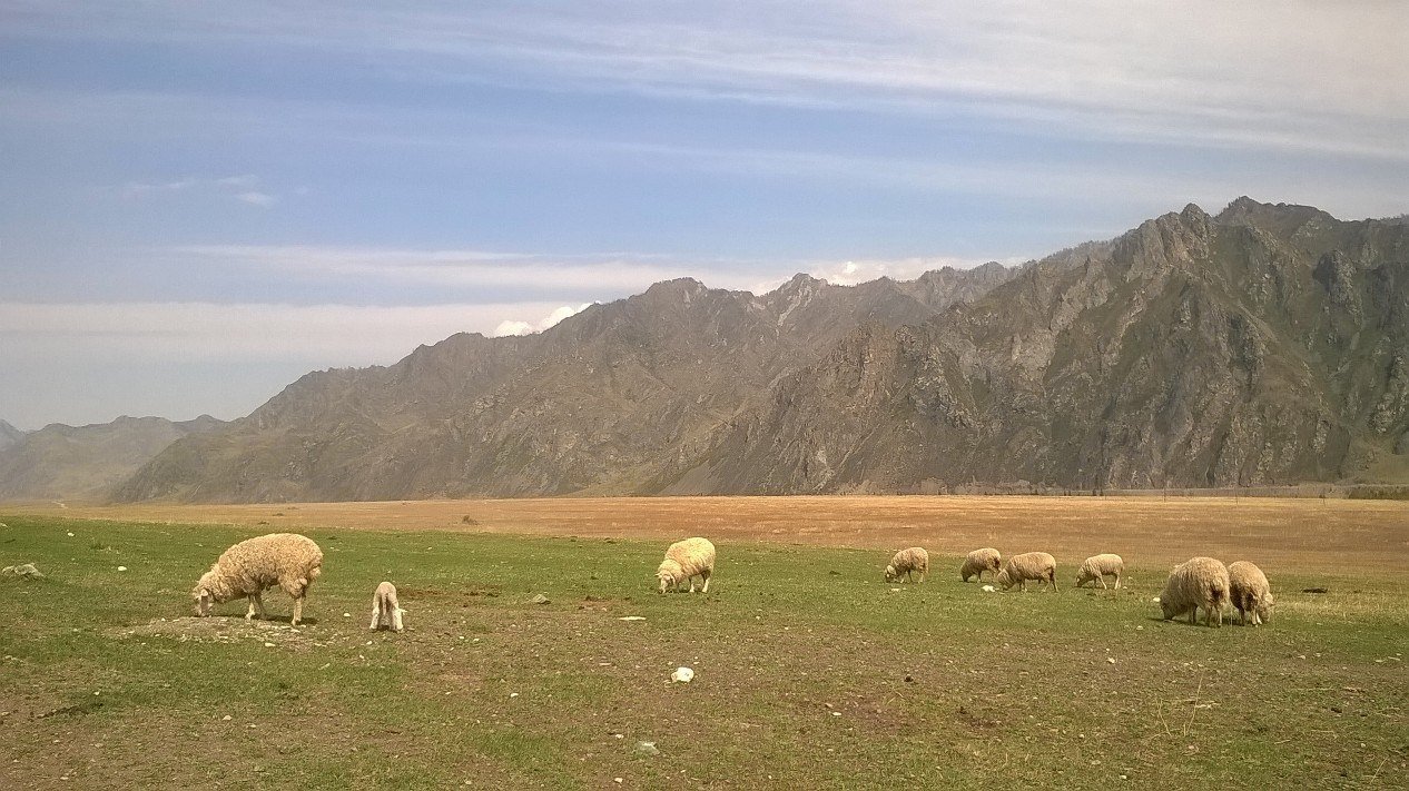 Купить алтайских овец. Алтайская порода порода овец. Алтайская порода овец овец. Горное овцеводство Алтай. Овцеводство в Алтайском крае.