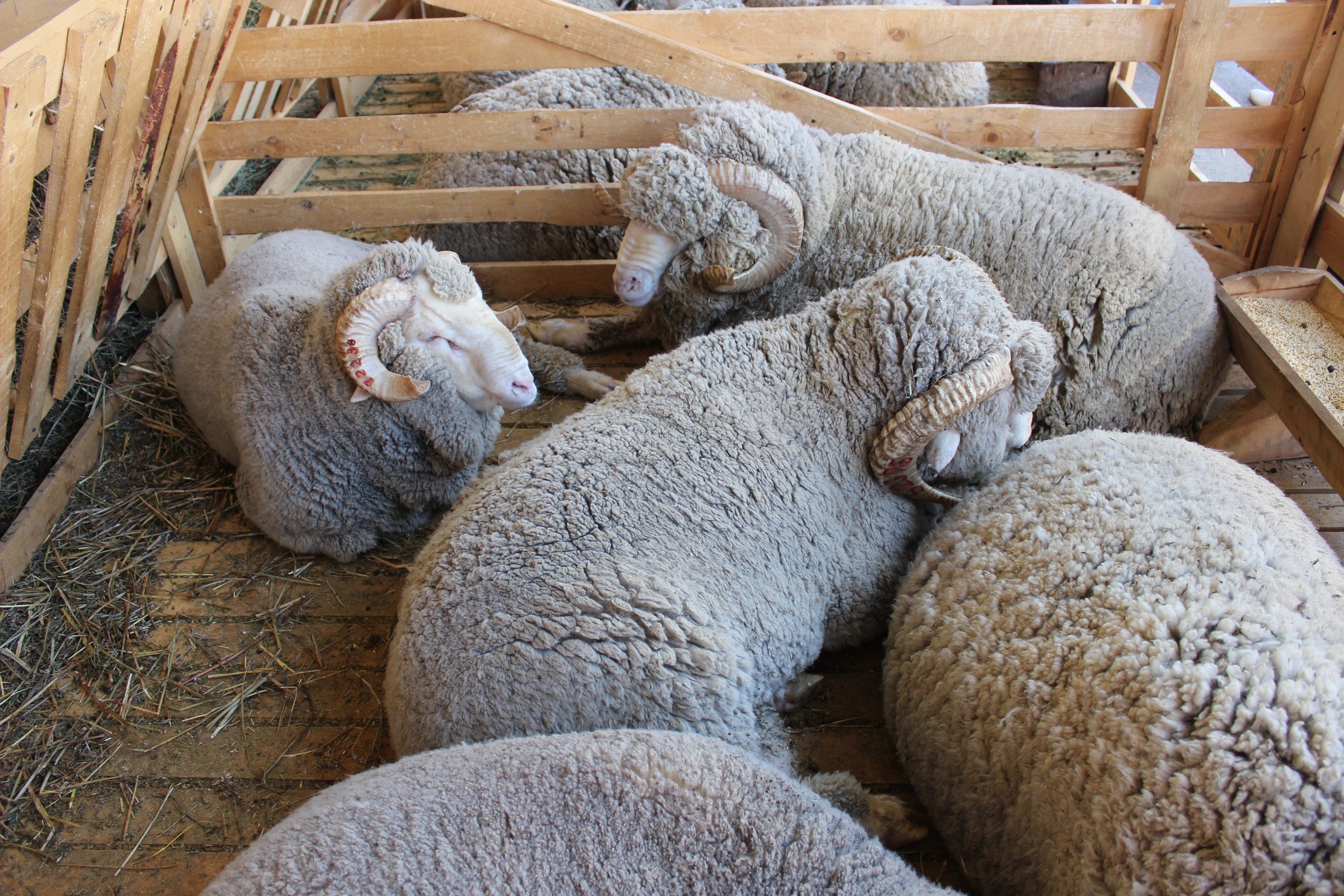 Овцы купить в ставропольском. Мериноланд порода овец. Прекос порода овец. Артлухский меринос порода овец. Манычский меринос порода овец.