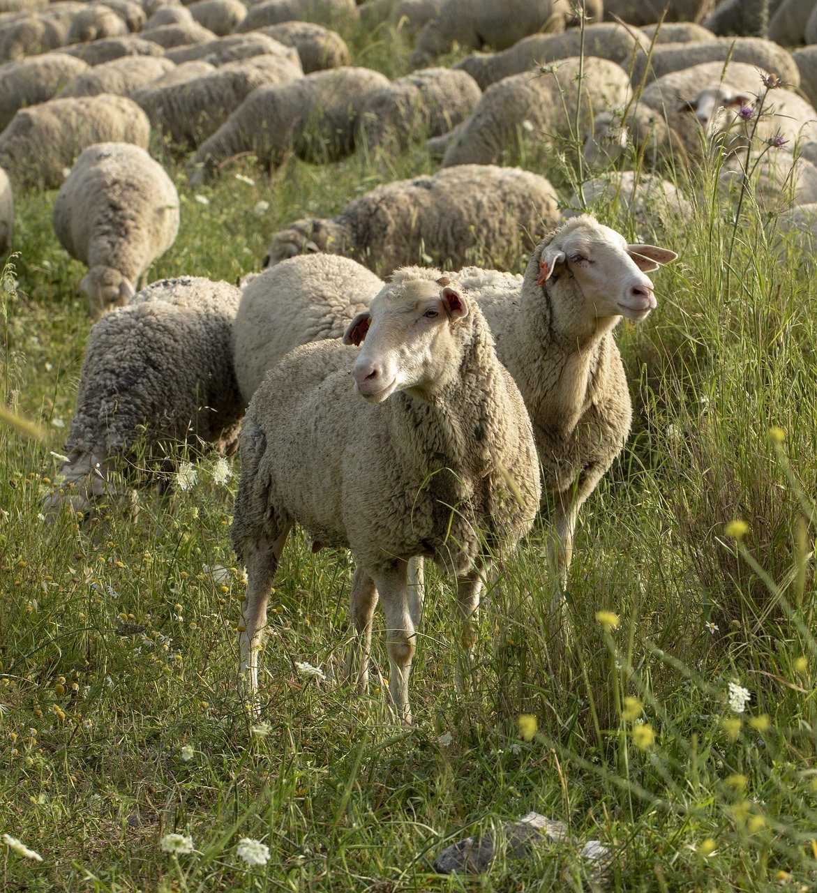 Купить алтайских овец. Балбас порода овец. Карабахская порода овец. Кулундинская порода овец. Алтайская порода овец.