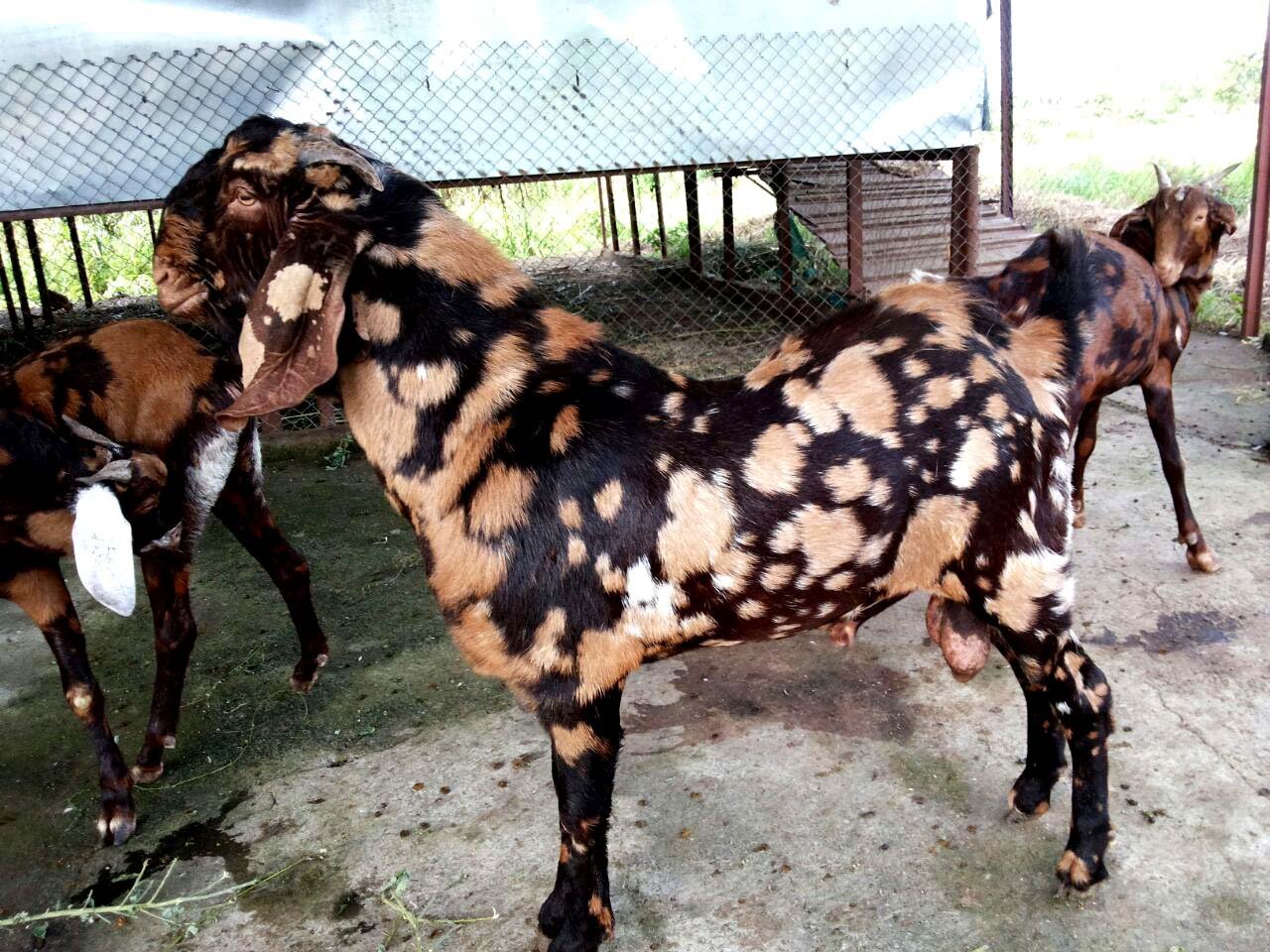Камори козы описание породы
