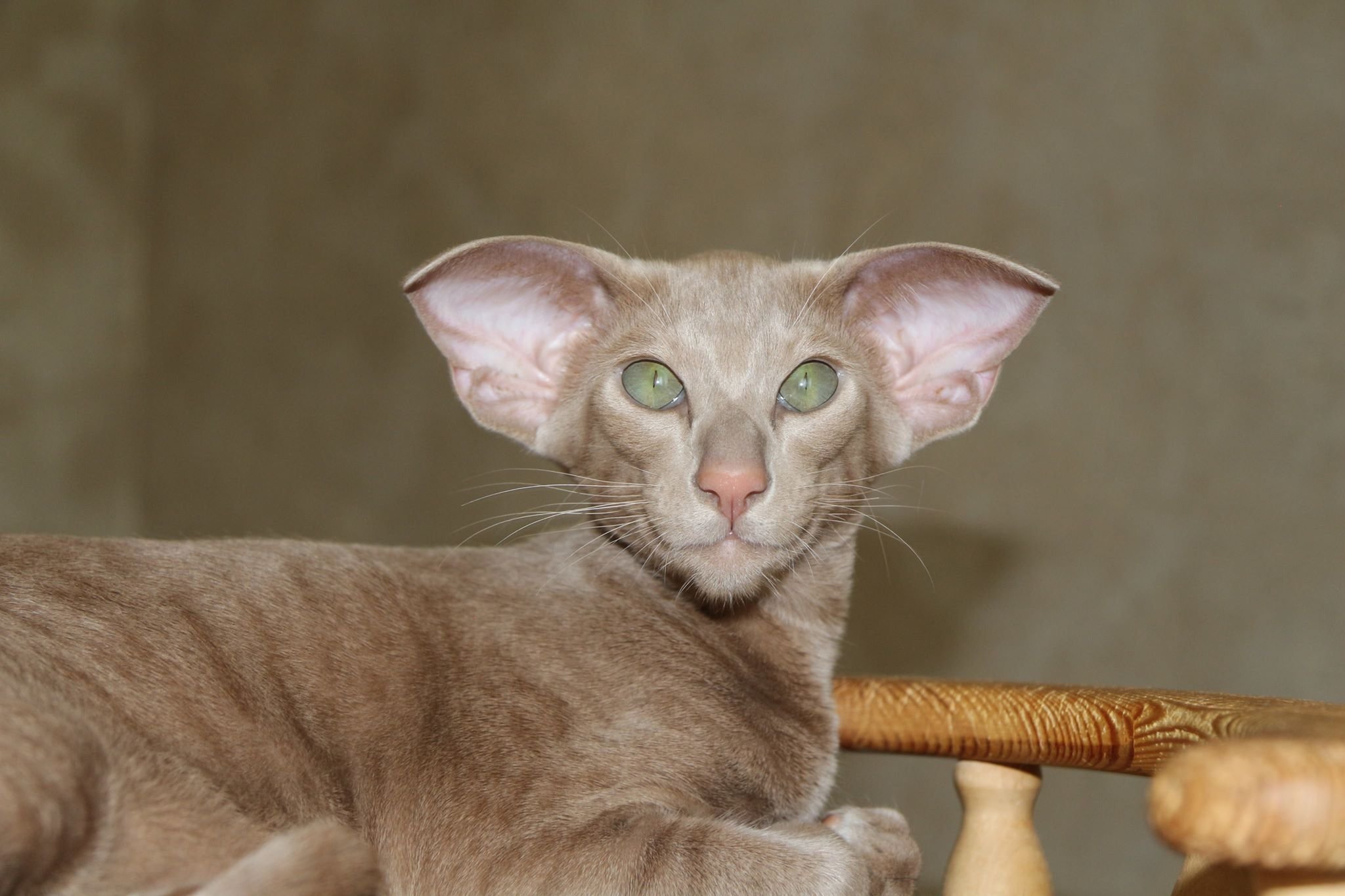 Окрас кошки породы ориентальная. Порода кошек Ориентал. Ориентальная кошка (Ориентал). Ушастый кот порода Ориентал. Ориентальная короткошерстная кошка.