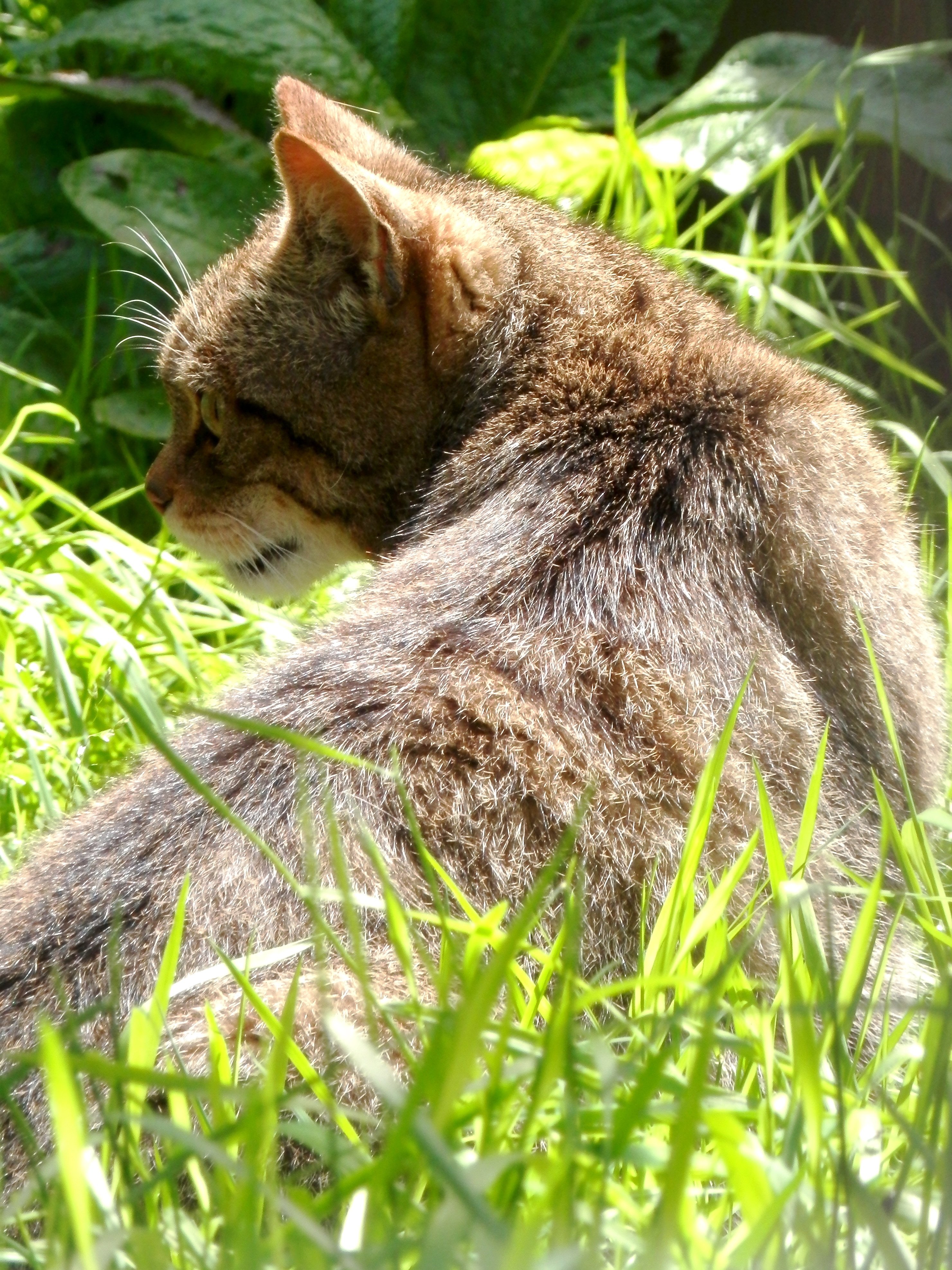 Песни дикая кошка. Шотландская Лесная кошка. Шотландская Дикая Лесная кошка. Рысь Лесная кошка. Лесной котенок.