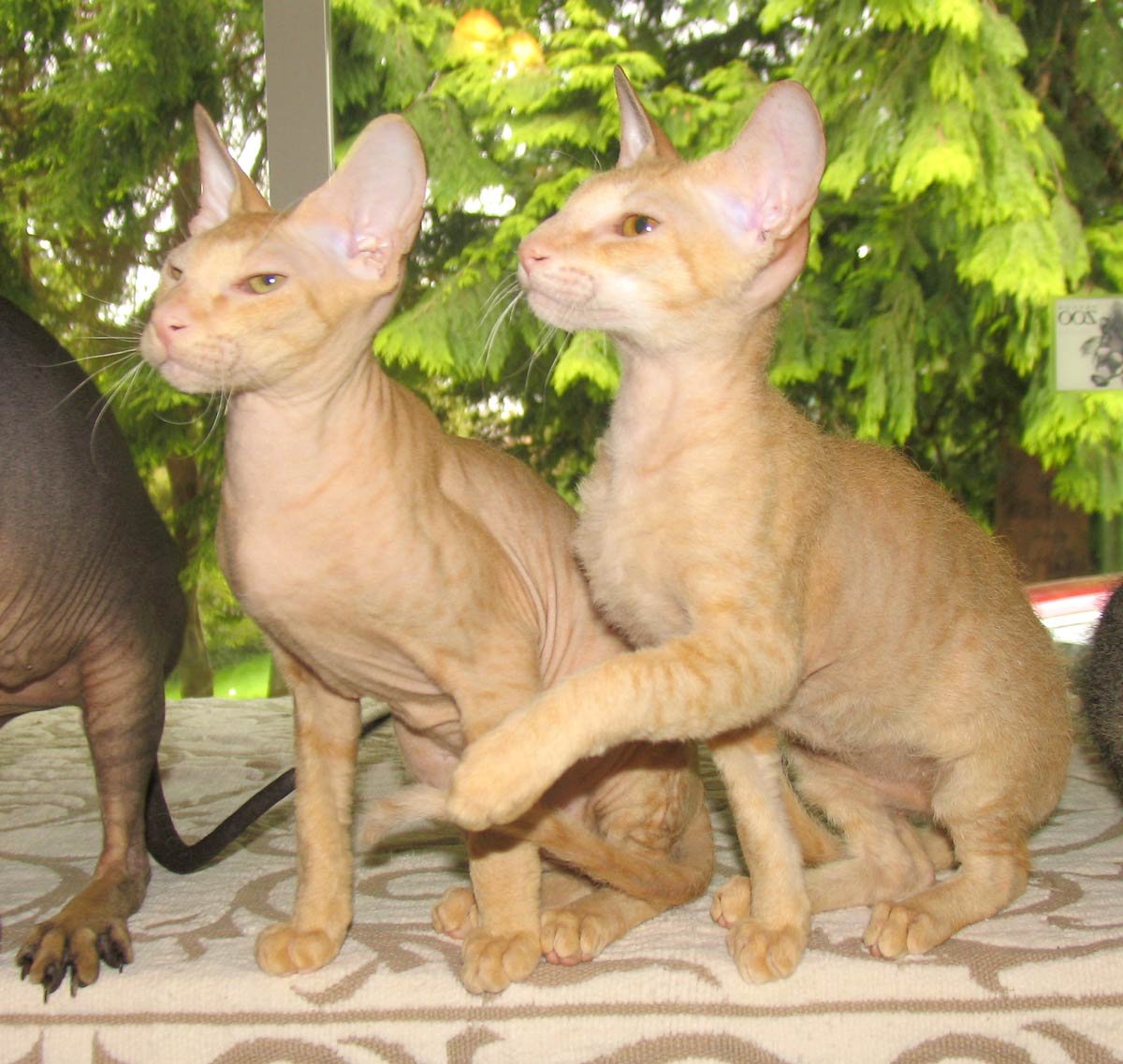Рассмотрите фотографию кошки породы петерболд. Сфинкс Петерболд. Петерболд кошка. Сиамский Петерболд. Петерболд рыжий.