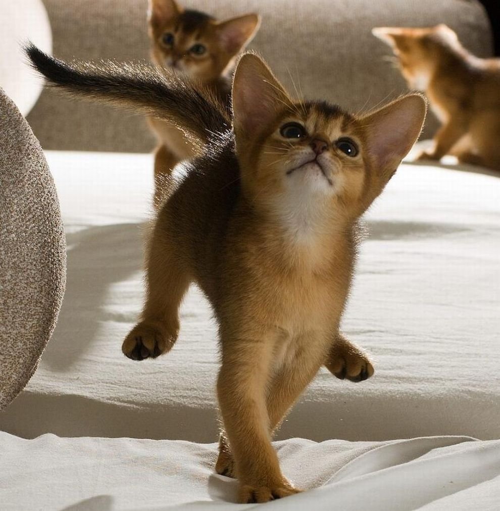 Включи веселый котенок. Абиссинская кошка. Абиссинская кошка котёнок. Прыгучесть абиссинских кошек. Абиссинские котята фото.