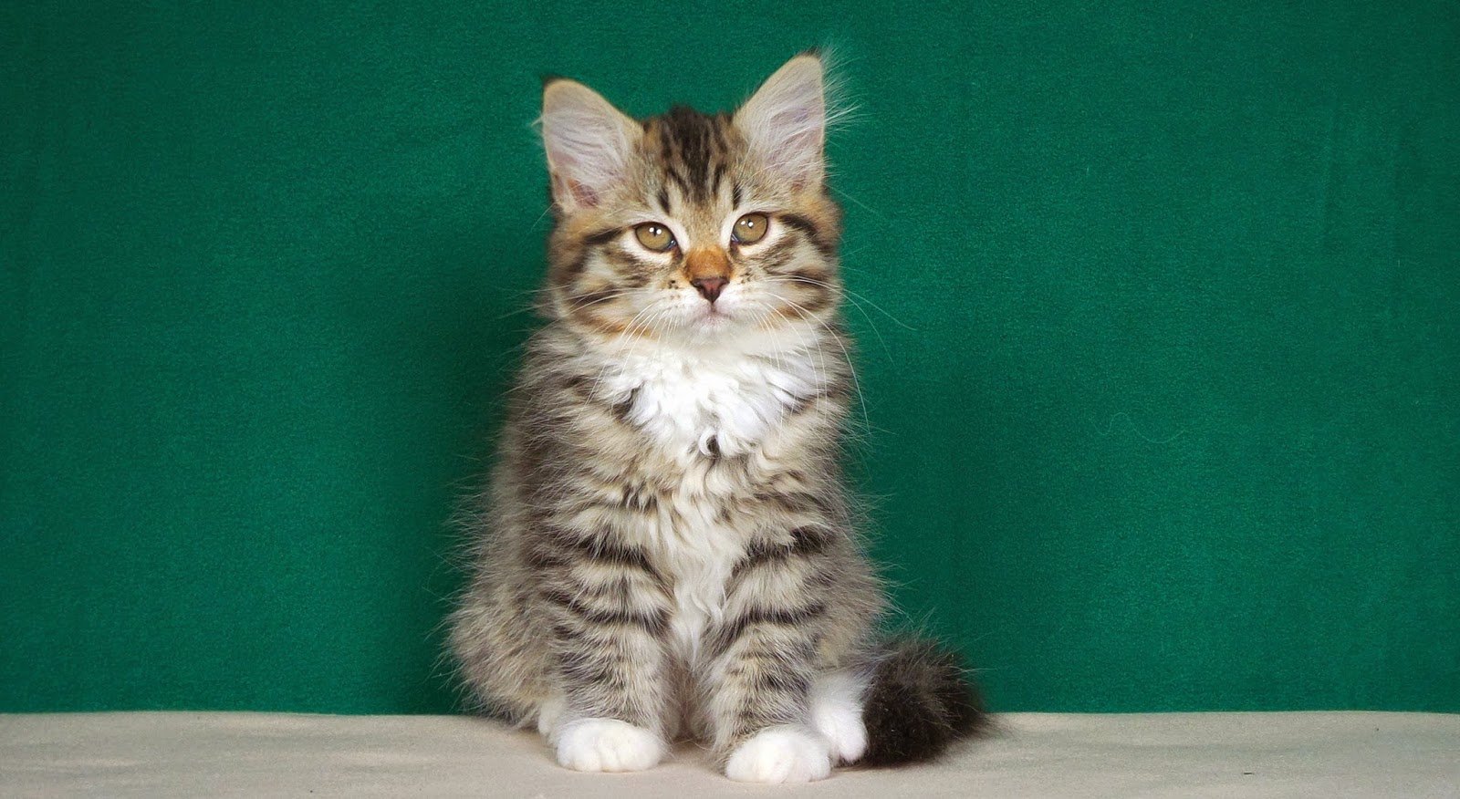 Сибирский котенок 7 месяцев
