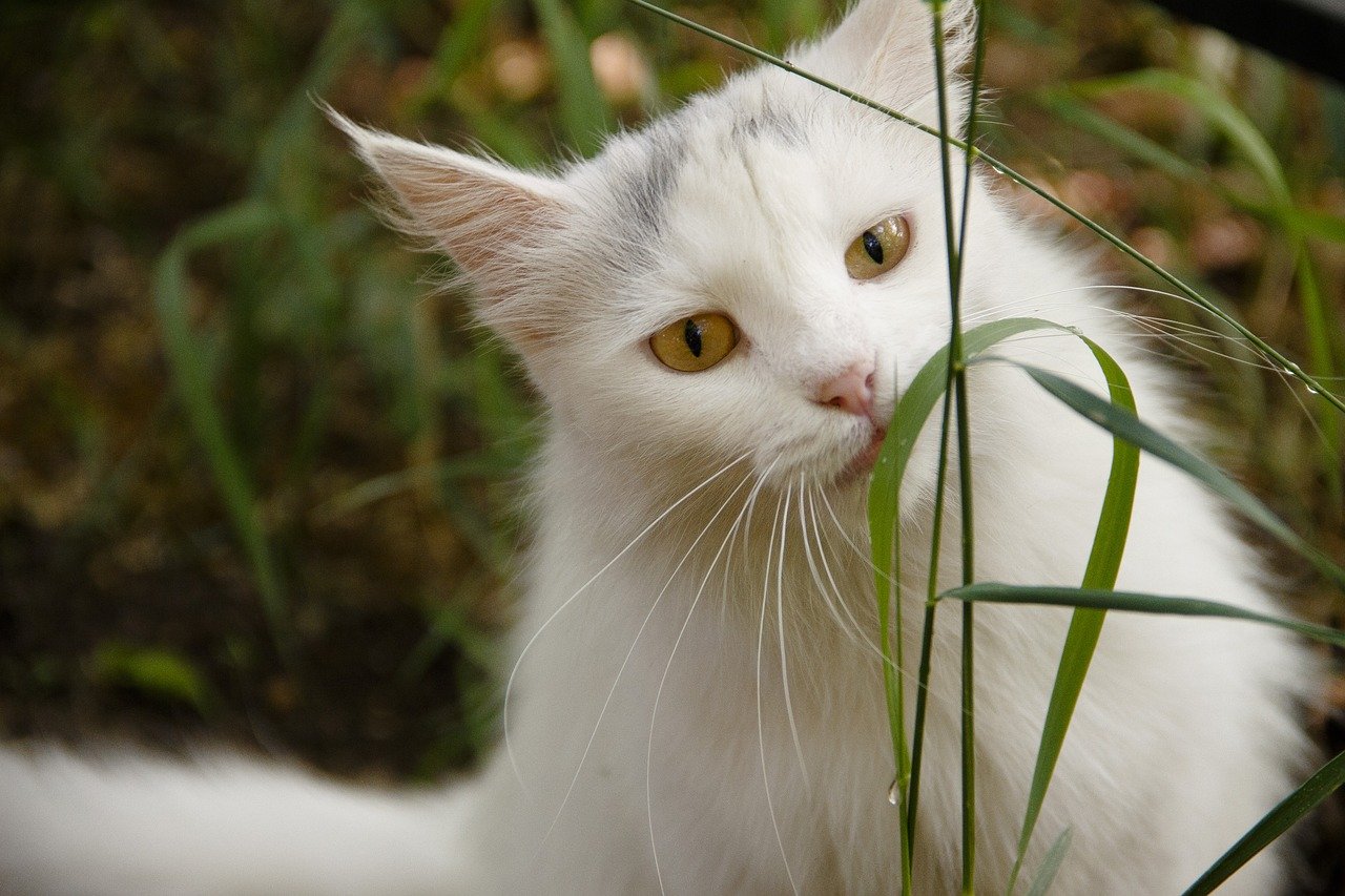 Звуки живых котов. Кошка белая. Живые кошки. Котенок желтоглазый. Кот, белый, крупный, план, животное.