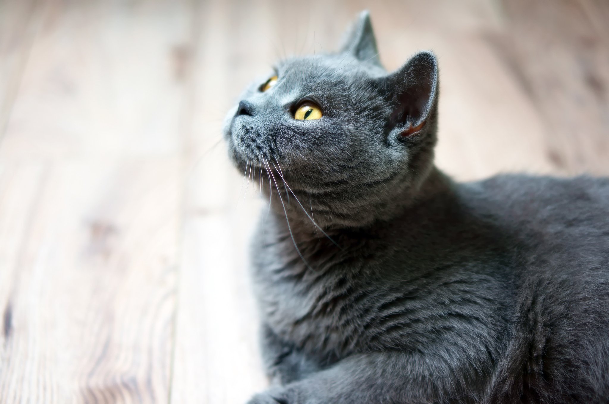 Картинки серых кошек. Кот дымчатый британец. Кот британец дымчатый серый. Британская кошка короткошерстная серая. Британская короткошёрстная кошка черная.