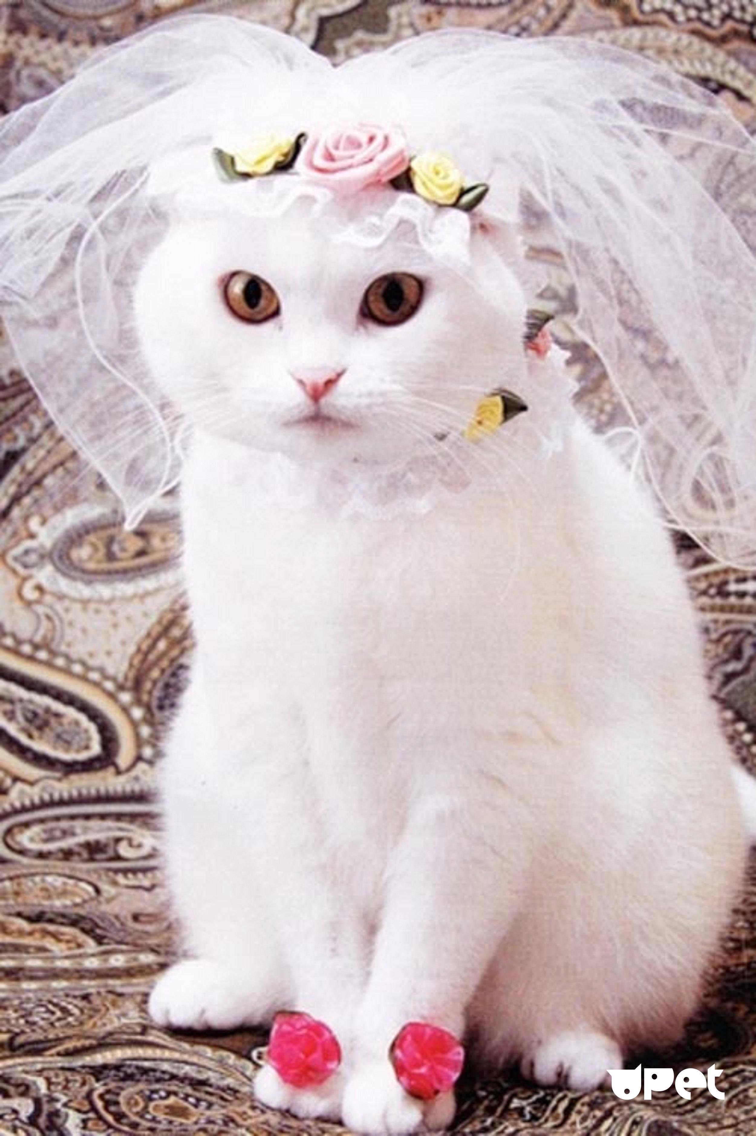 Кошки выходят замуж. Кошка в свадебном платье. Кошачья свадьба. Красивые кошечки. Кошечка в свадебном платье.