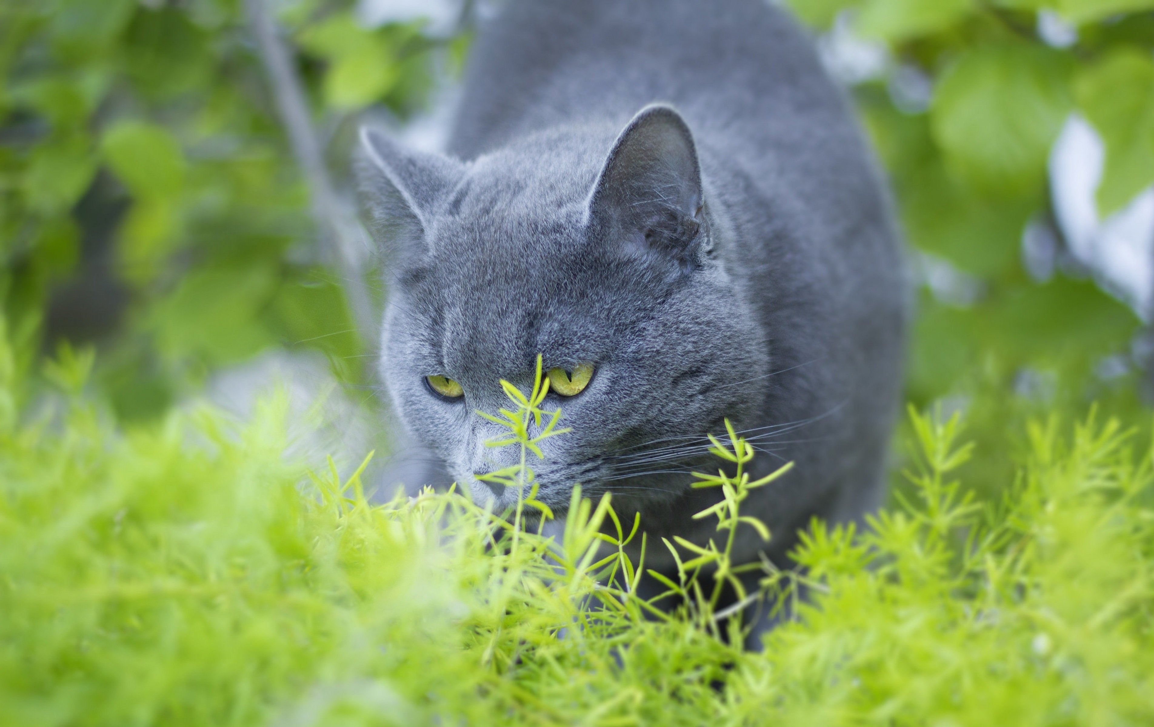 Картинки серых кошек. Корат шартрез Картезианская кошка. Британская короткошёрстная кошка шартрез. Голубой британец кот. Русская голубая кошка черная.