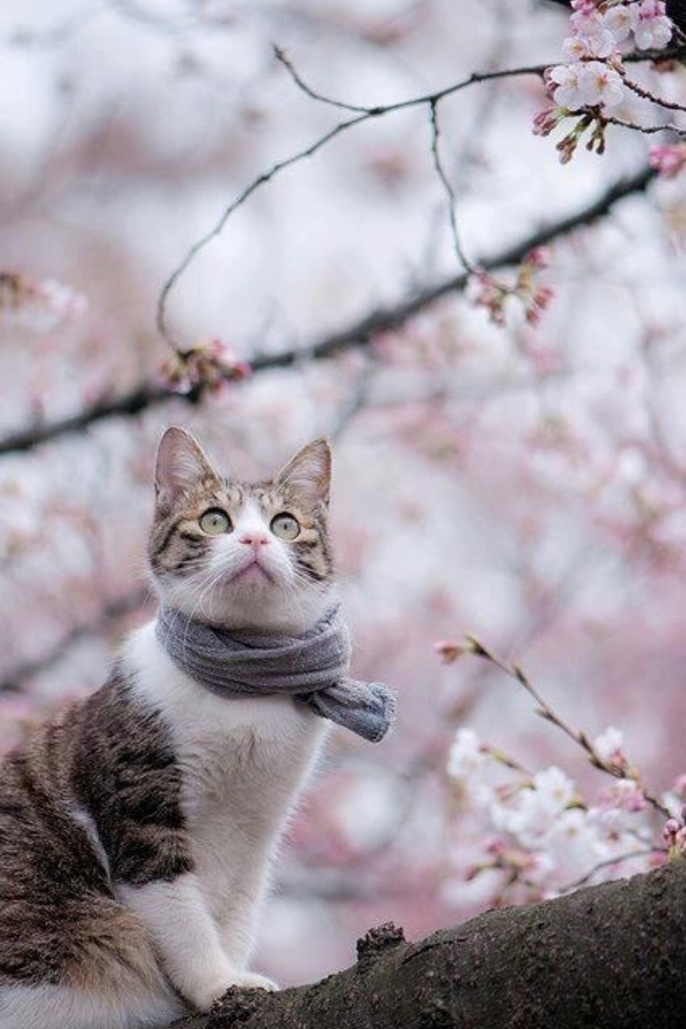 Весенние картинки с животными прикольные. Весенний котик. Кот радуется весне.