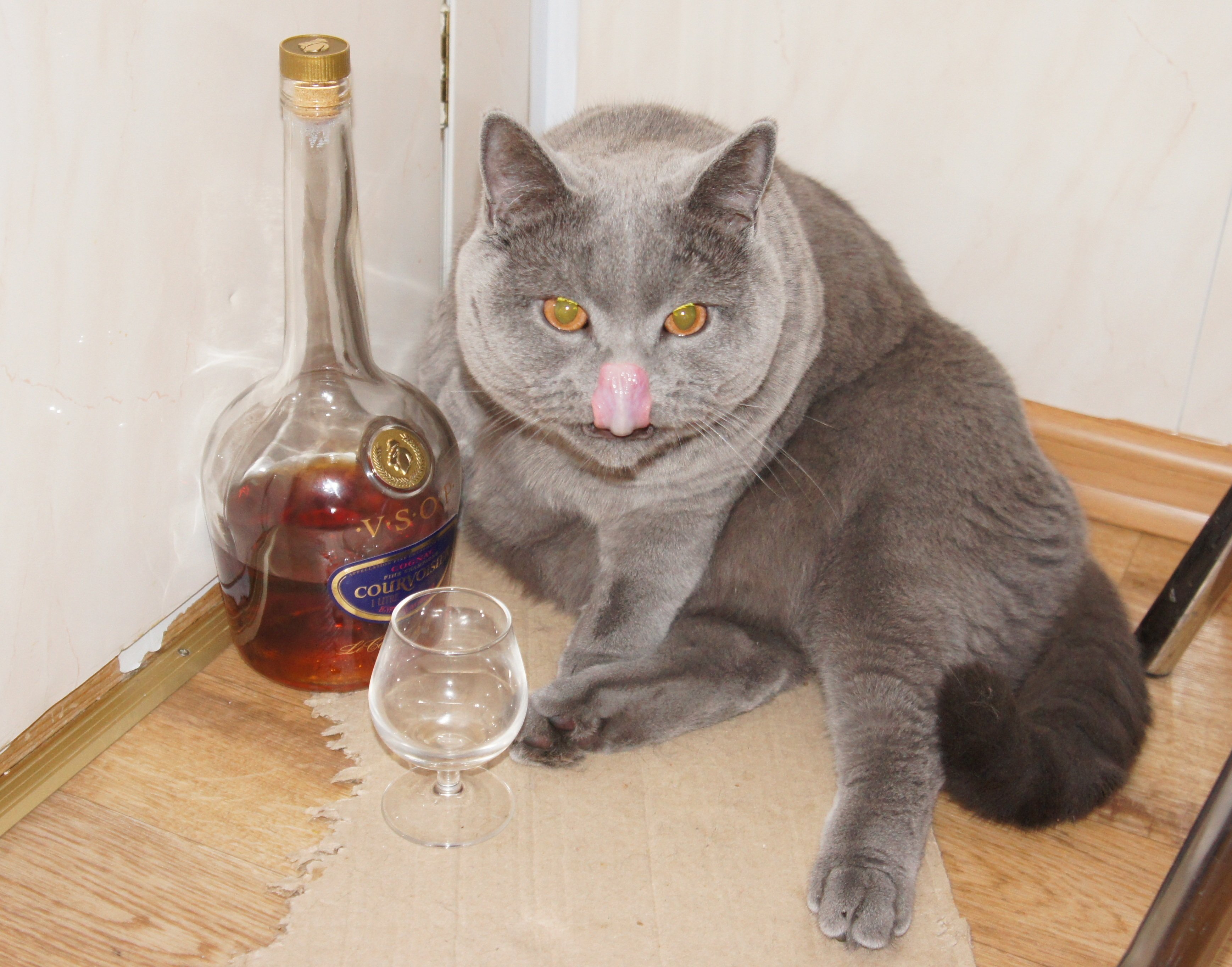 Кошка постоянно пьет. Кот с коньяком. Кот с выпивкой. Коньяк с кошкой.