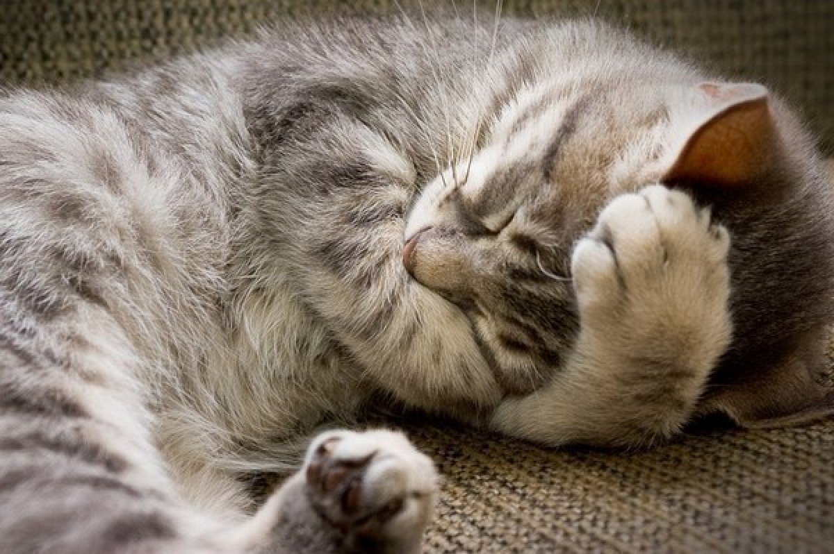 Киса под. Спящий кот. Спящие кошки. Спящий котенок.